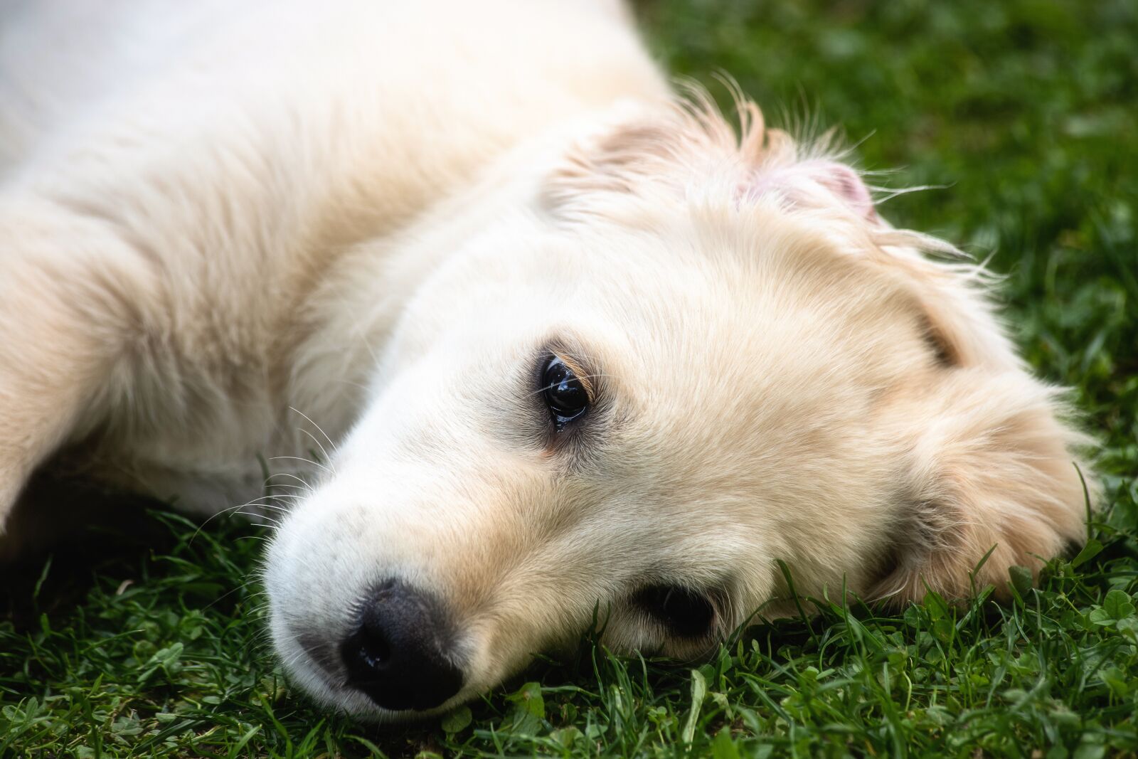Canon EF 70-300mm F4-5.6 IS USM sample photo. Dog, mammal, animal photography