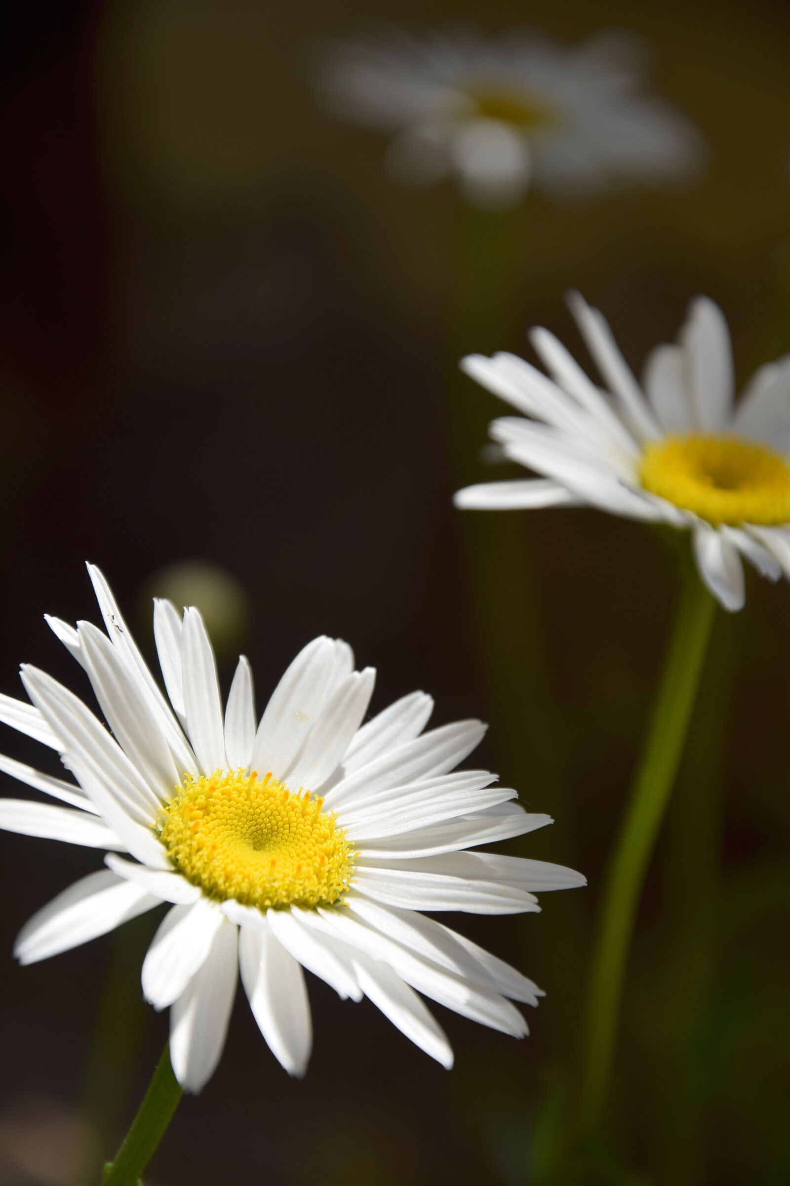 Nikon D3300 sample photo. Nature, flowers, petals, white photography