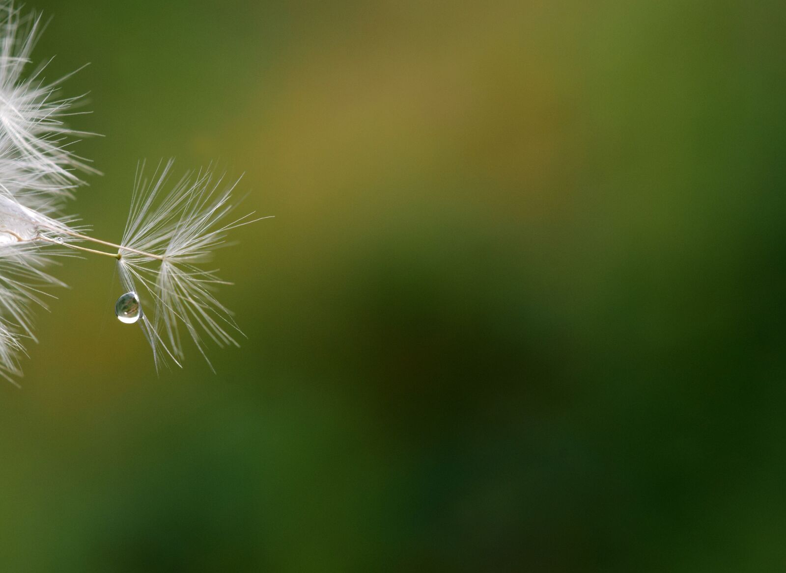 Nikon D3300 sample photo. Dandelion, seeds, close up photography