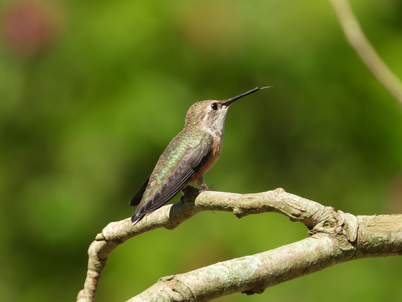 Nikon Coolpix P1000 sample photo. Hummingbird, wild, bird photography