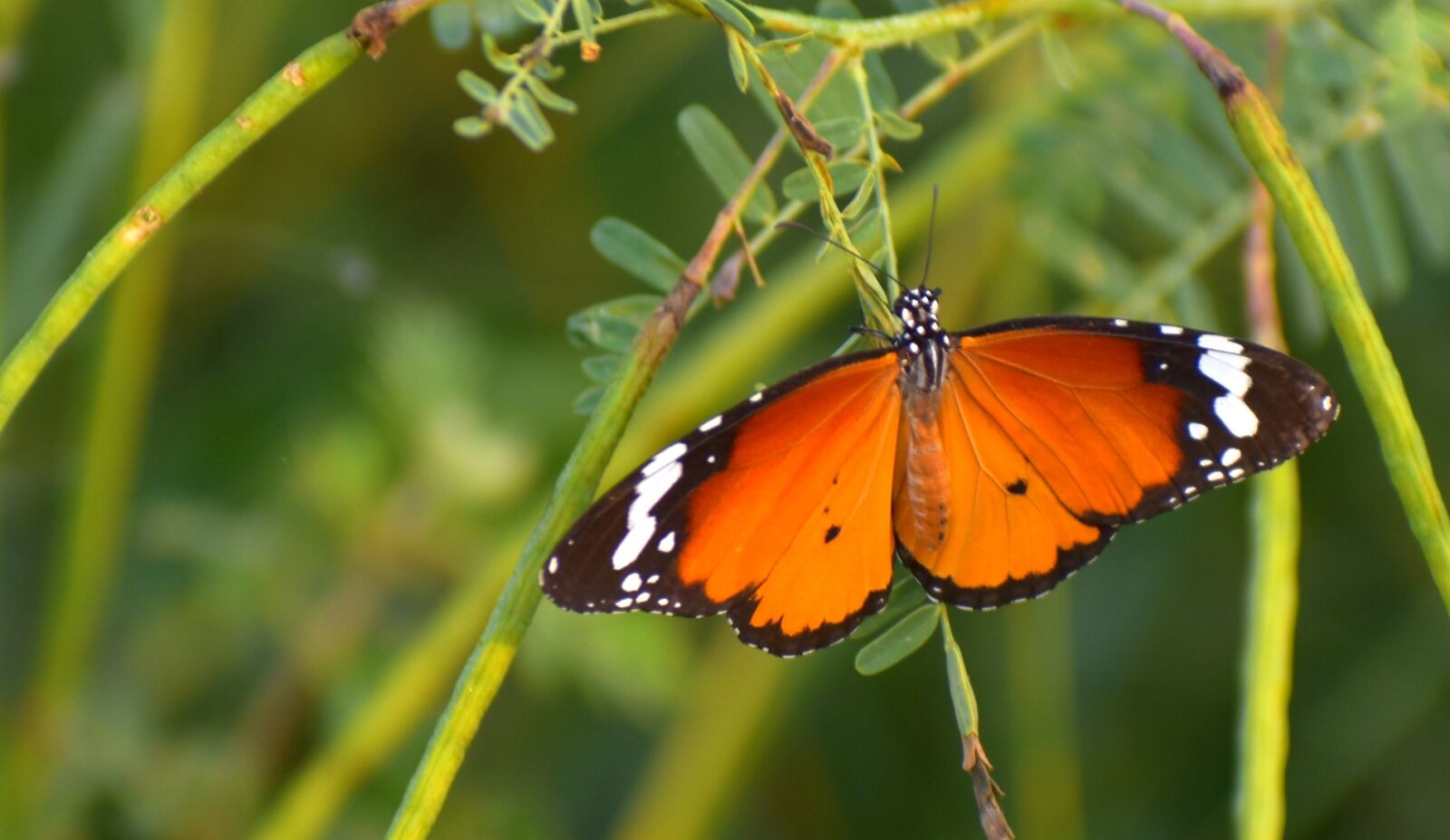 Nikon D5600 sample photo. Butterfly, pierid, lepidoptera photography