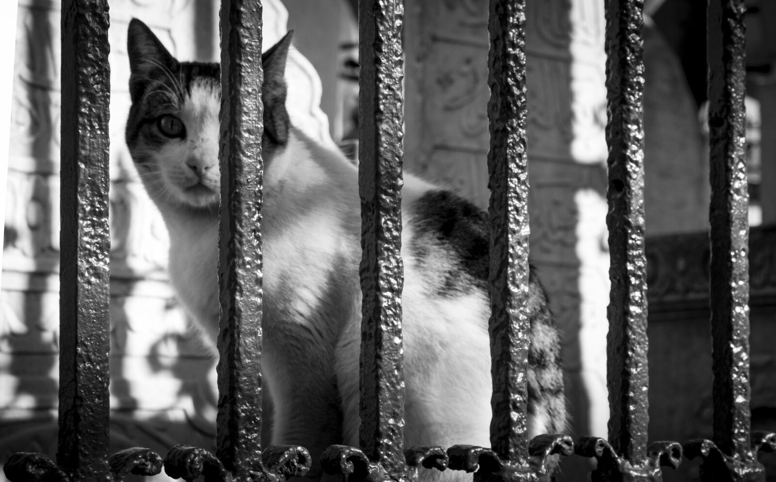 Canon EOS 700D (EOS Rebel T5i / EOS Kiss X7i) sample photo. Cat, animal, cute photography
