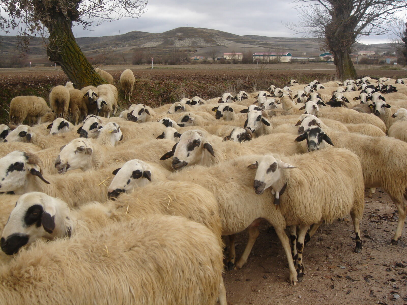 Sony DSC-T7 sample photo. Herd, of, sheep photography