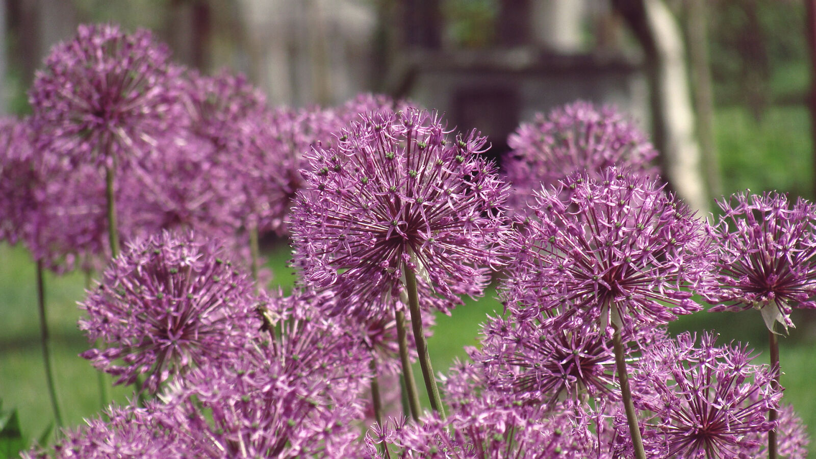 Sony Cyber-shot DSC-H10 sample photo. Country, flowers, garlic, garlic photography