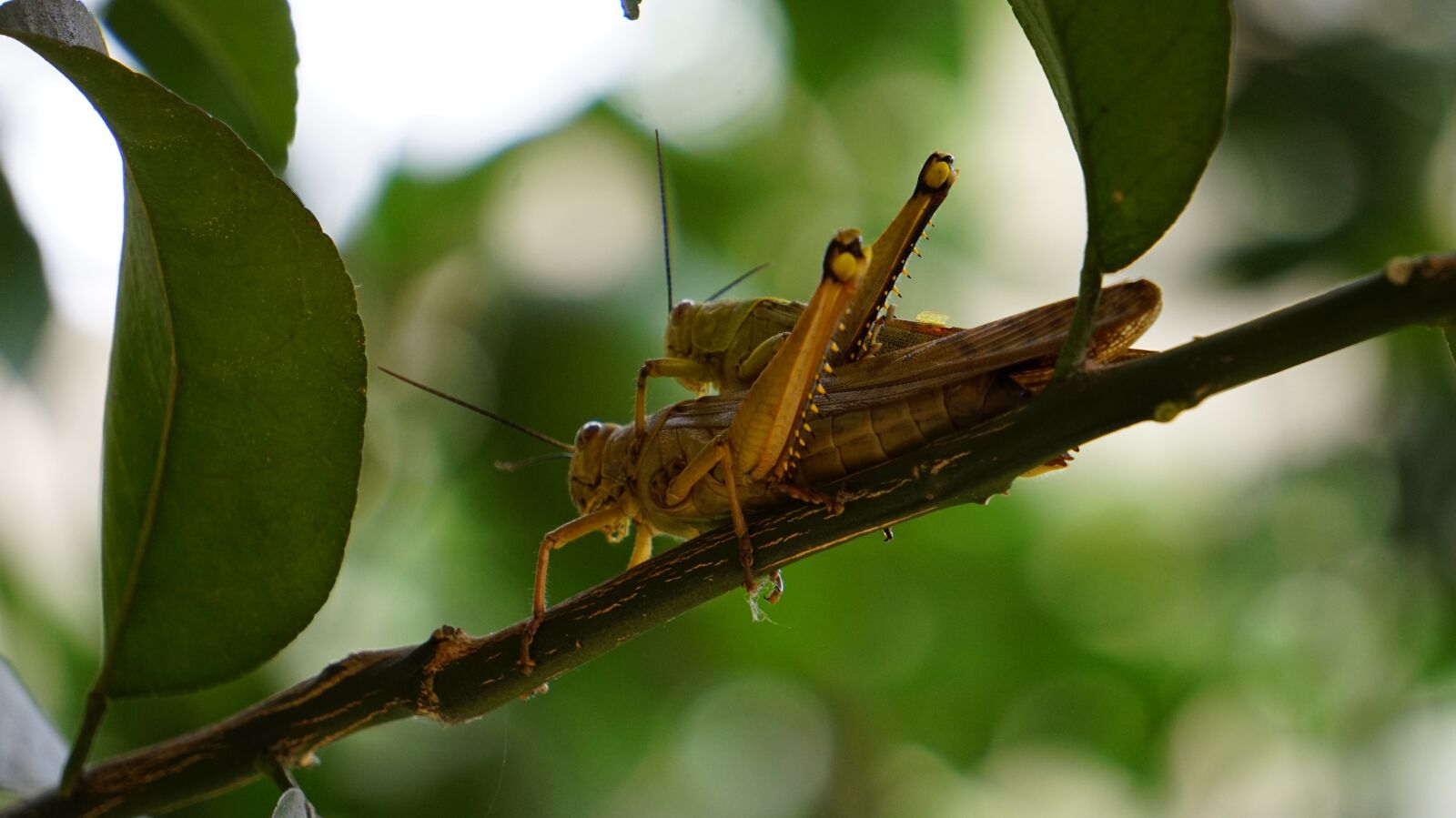 Sony Alpha a5000 (ILCE 5000) + Sony E 55-210mm F4.5-6.3 OSS sample photo. Animal, grasshopper, outdoor photography