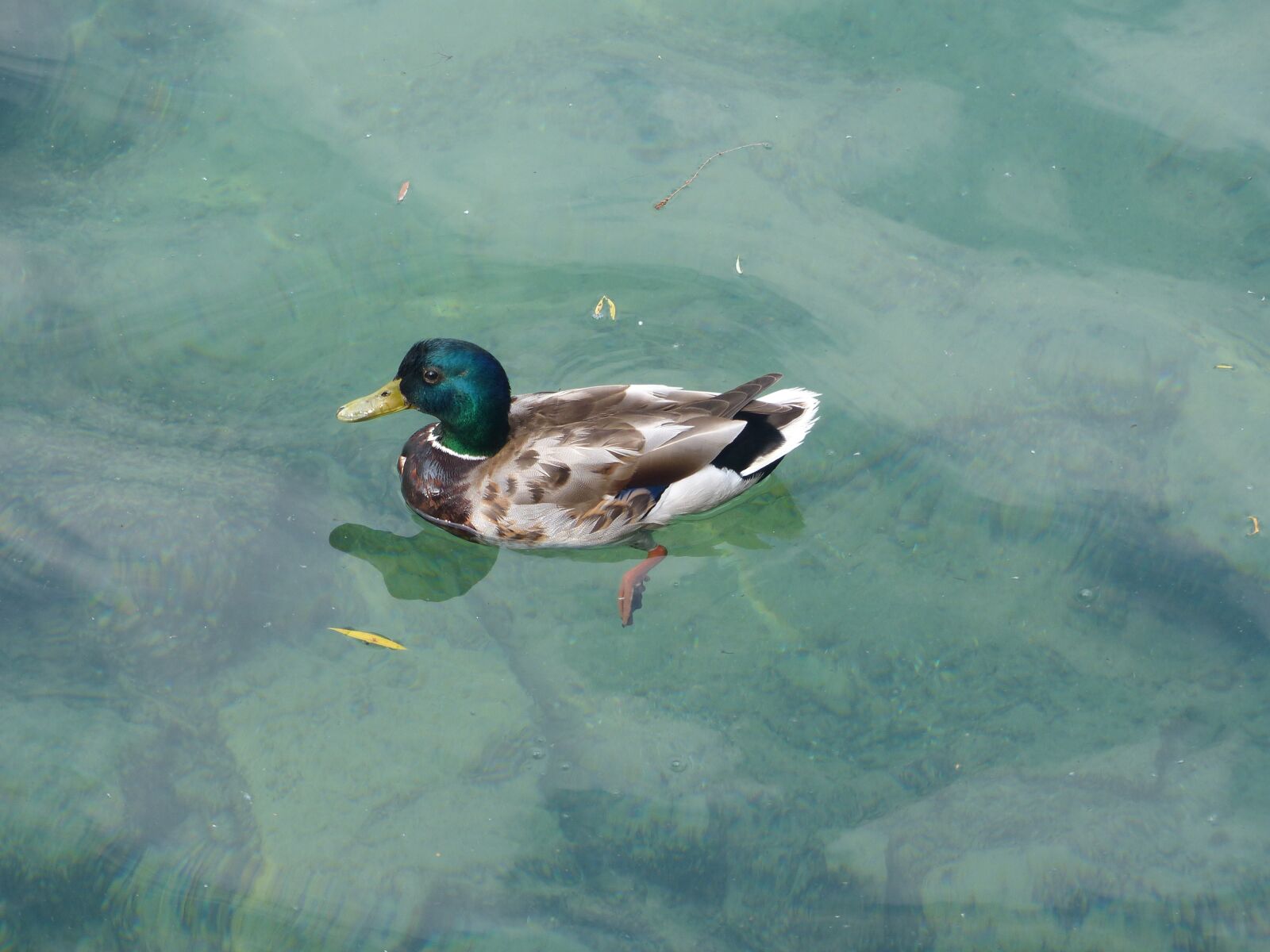 Panasonic Lumix DMC-FZ200 sample photo. Drake, duck, plumage photography