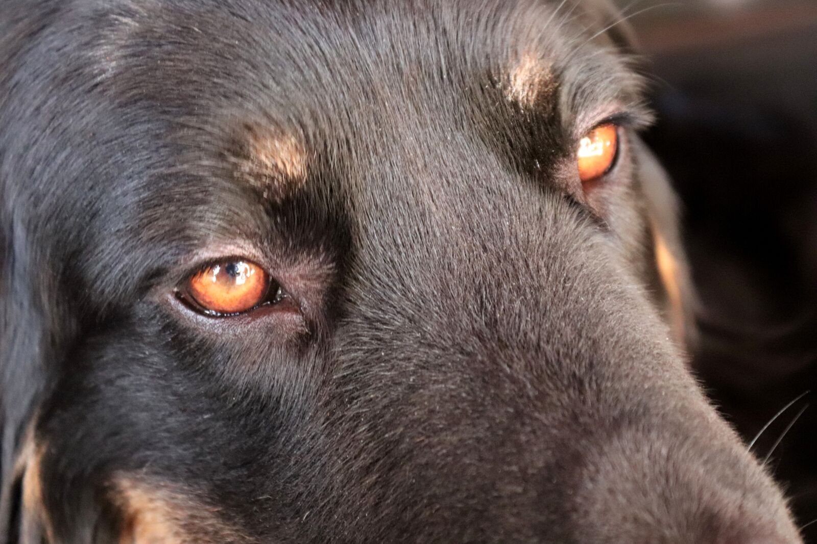 Canon EOS 200D (EOS Rebel SL2 / EOS Kiss X9) sample photo. Hovawart, dog, eyes photography
