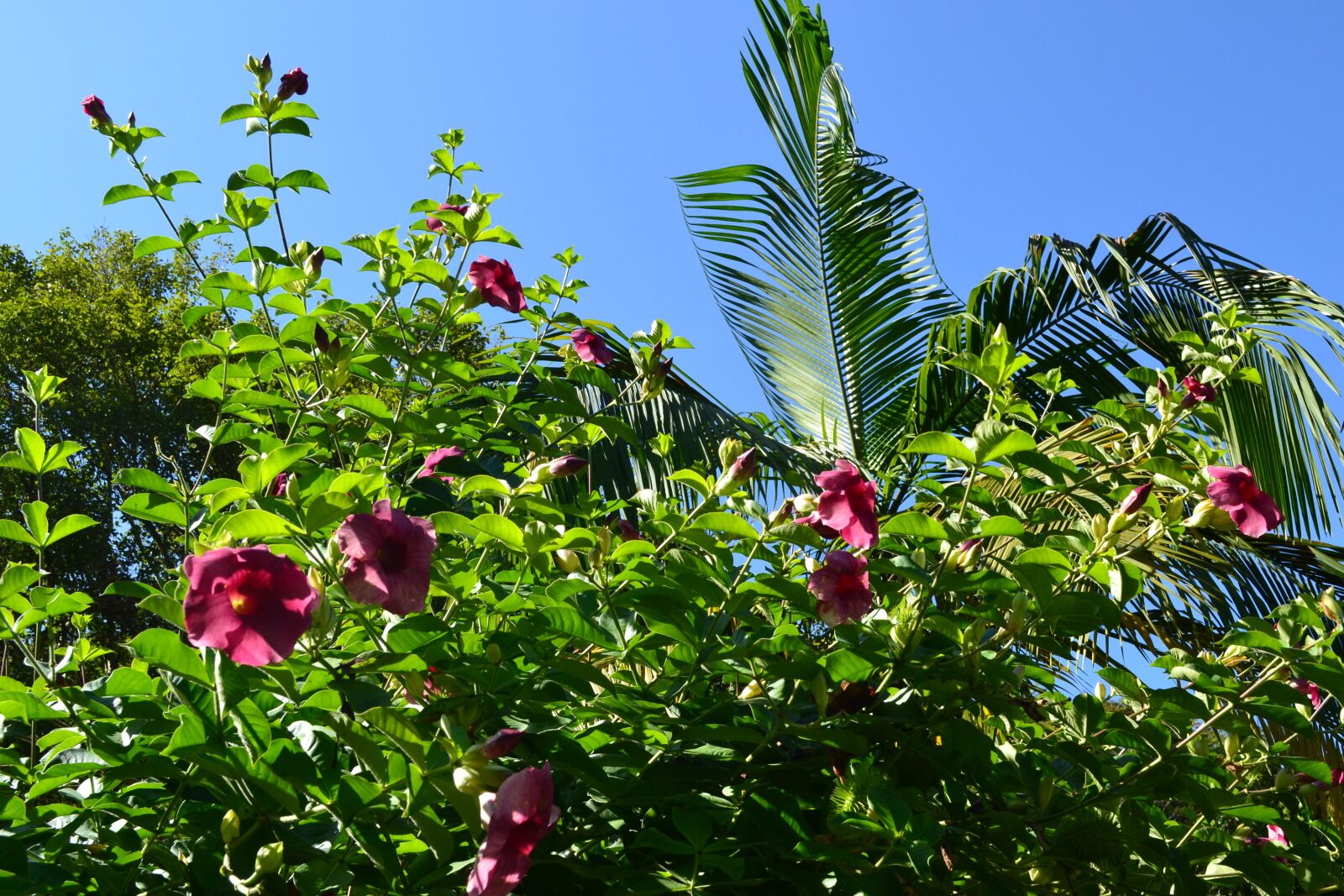 Nikon D3100 sample photo. Plant, leaf, nature photography