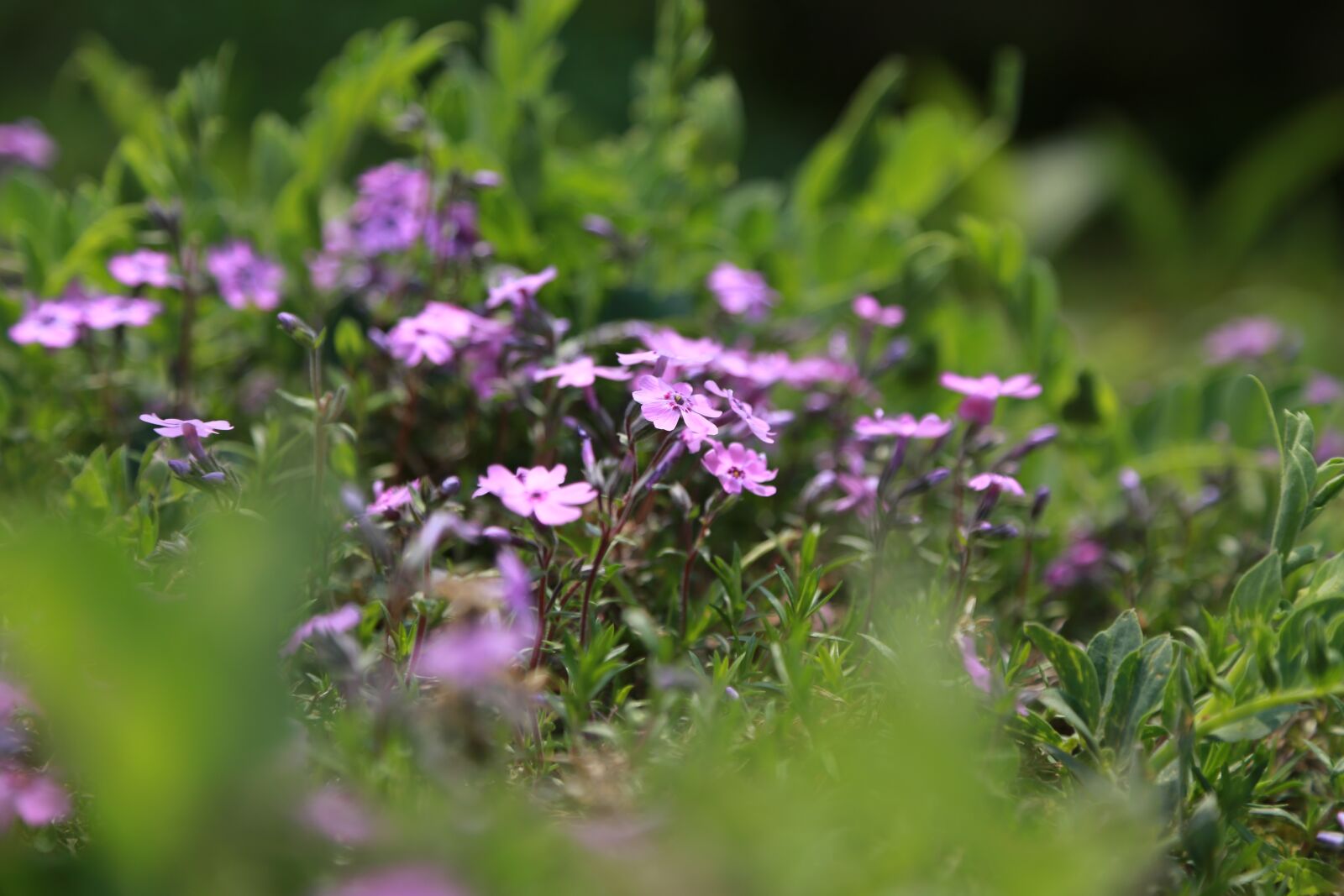 Canon EOS 6D + Canon EF 24-105mm F4L IS USM sample photo. Flowers, plants, nature photography