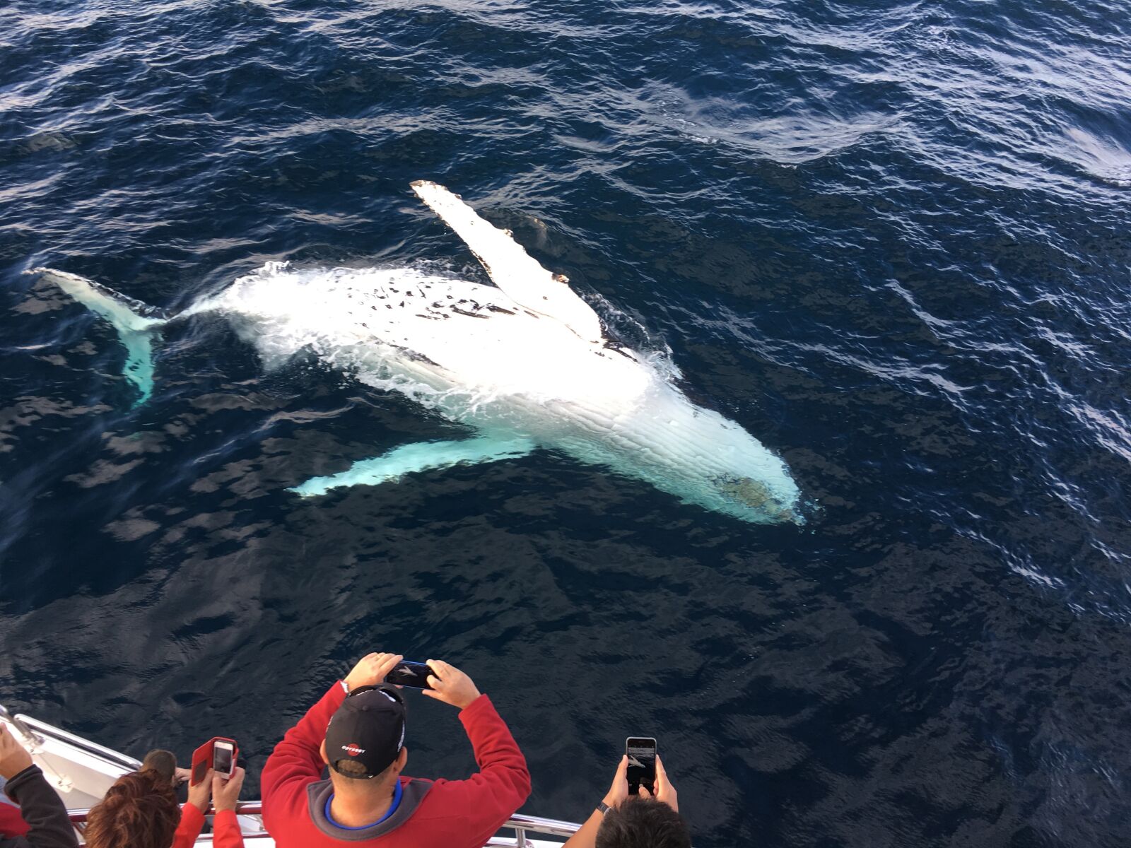 Apple iPhone 6s sample photo. Whale watching gold coast photography
