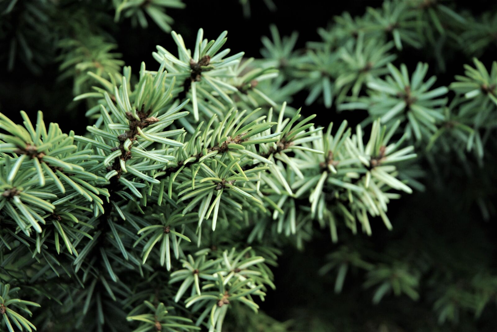 Nikon D40X sample photo. Forest, pine, nature photography