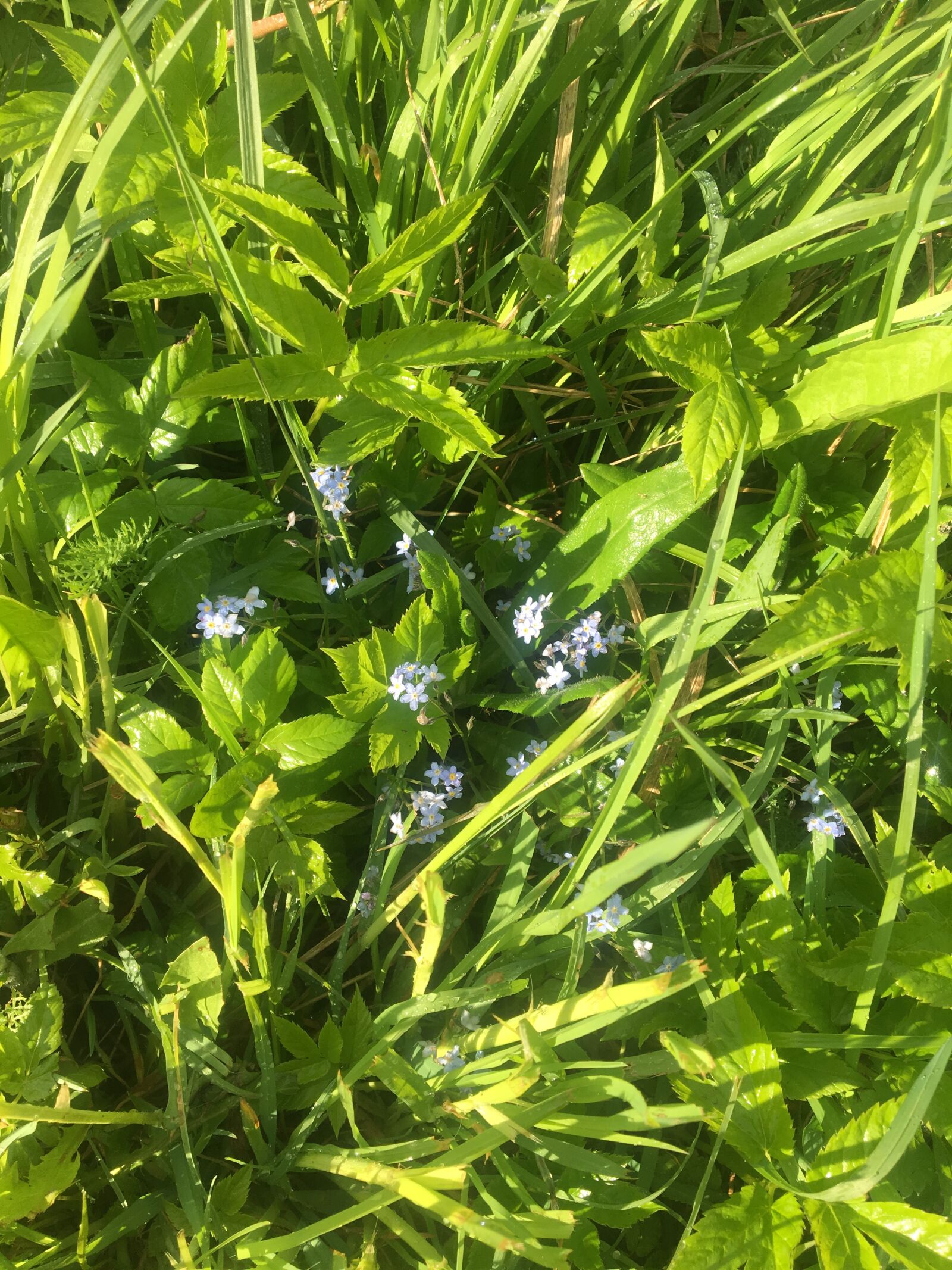 Apple iPhone 6s sample photo. цветок, дождь, flowerнезабудка photography
