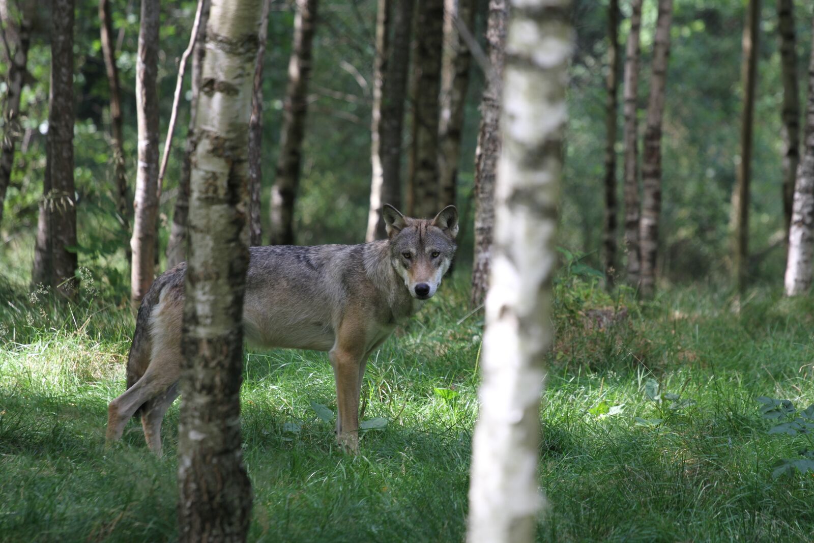 Canon EOS 7D sample photo. Wolf, forest, animal photography