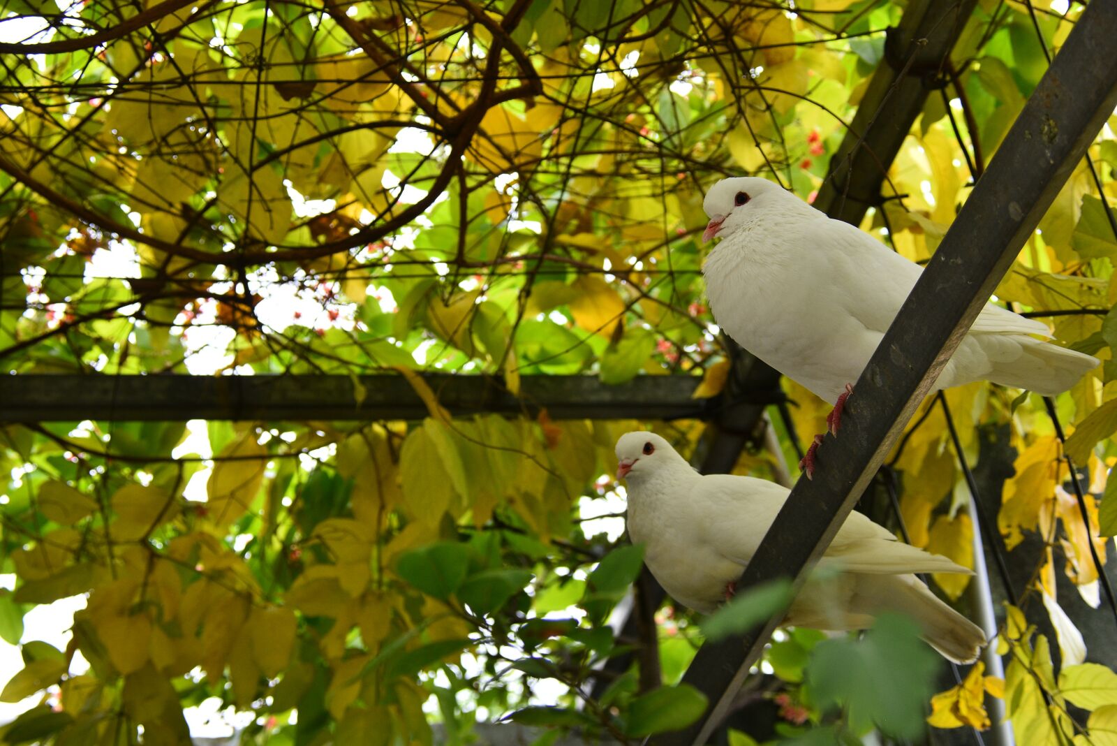 Nikon D7200 sample photo. Flower, the leaves, spike photography