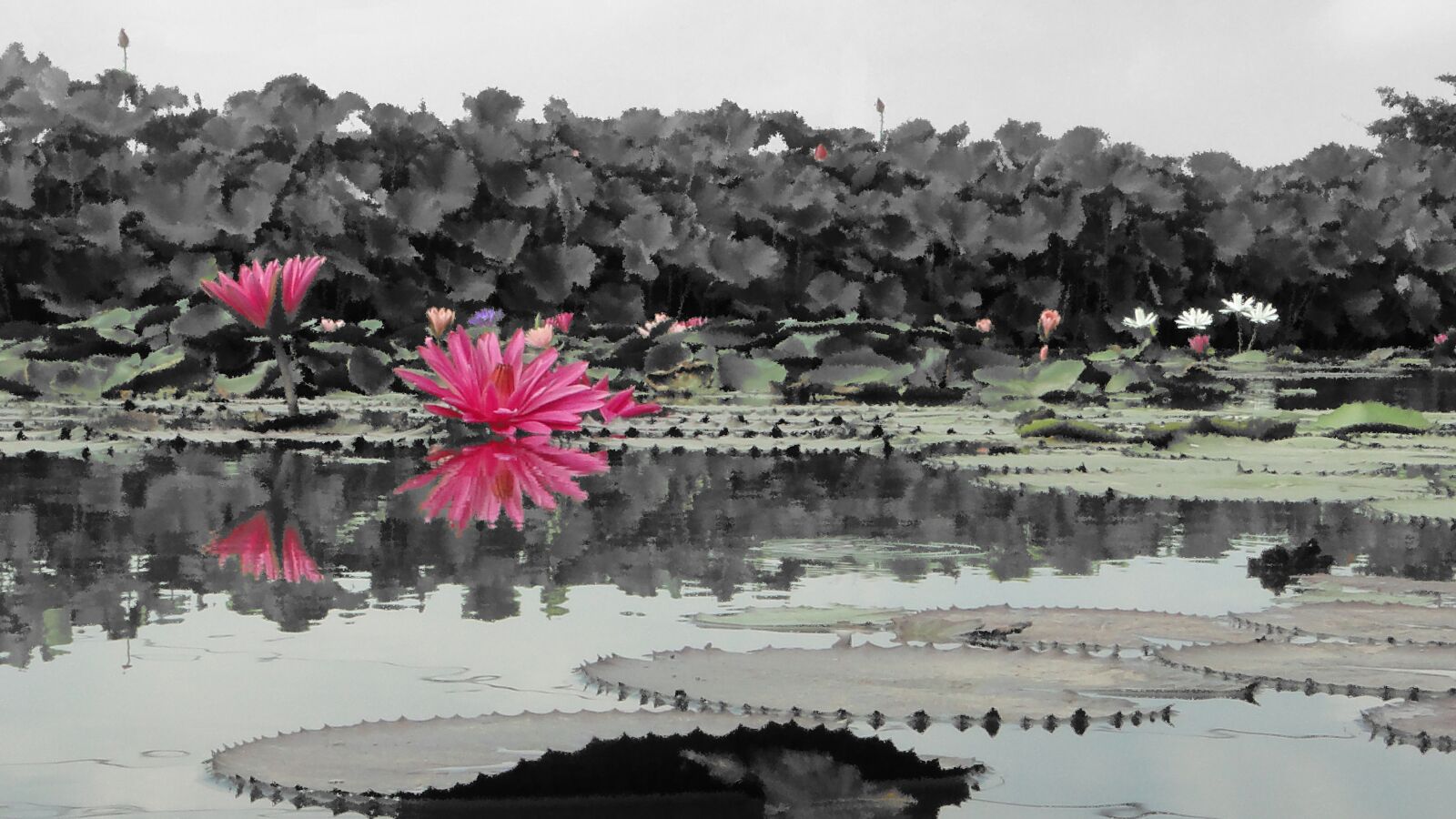 Sony Cyber-shot DSC-HX1 sample photo. Flower, nymphaea alba, hasuike photography