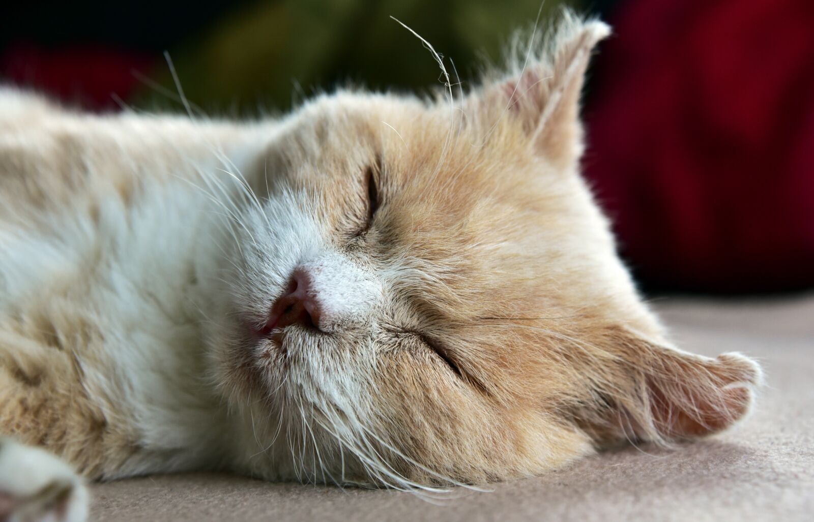 Nikon D750 sample photo. Cat, tired, sleep photography