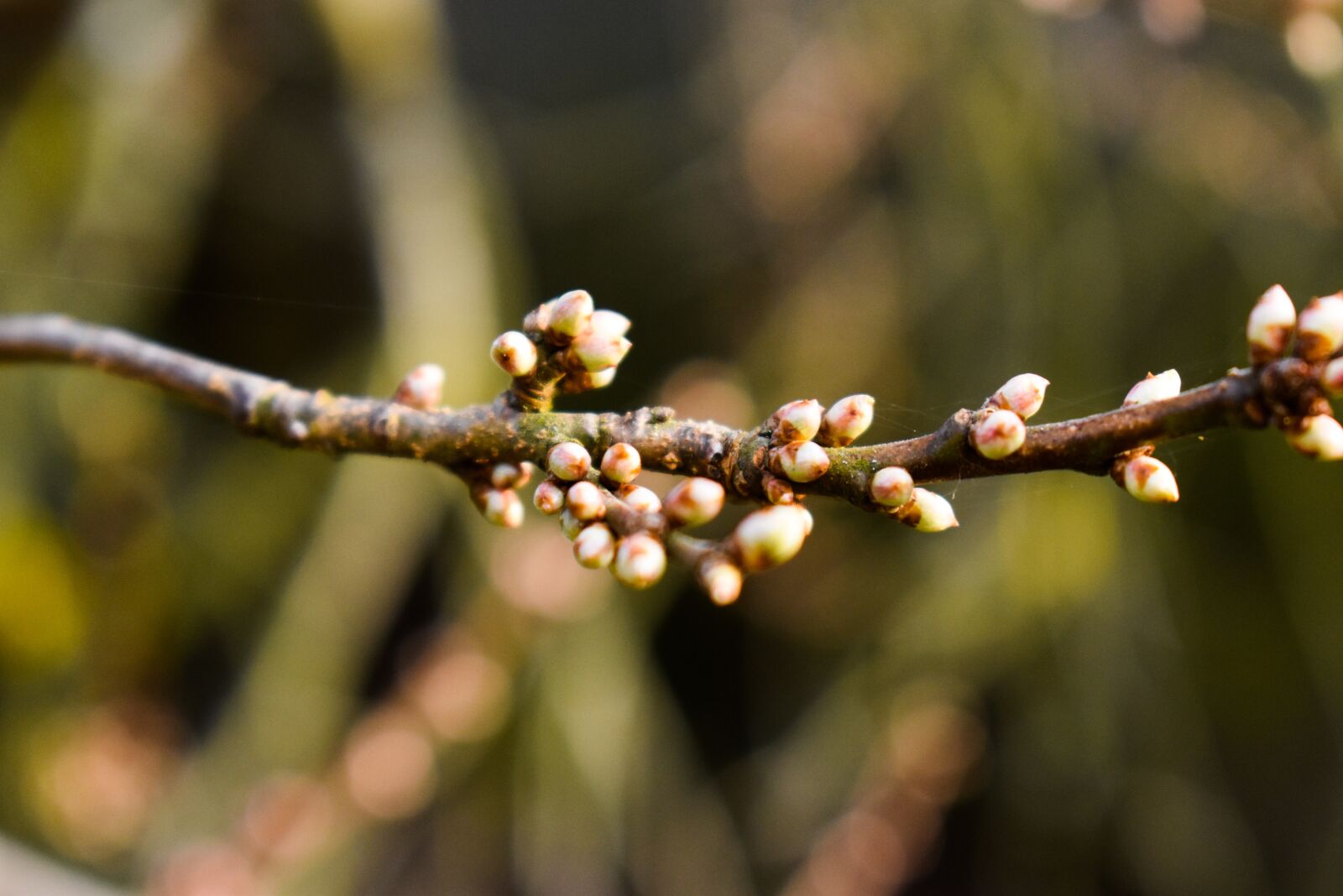 Nikon D3500 sample photo. Tree, green, nature photography