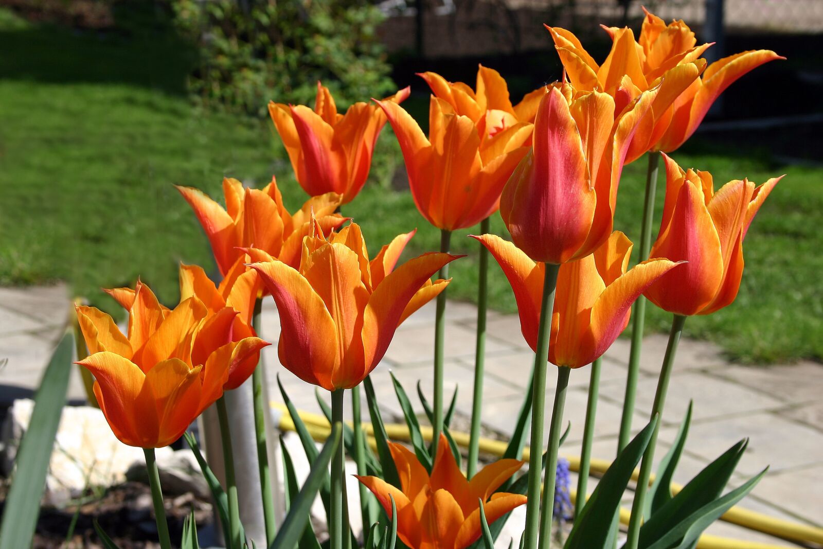 Canon EOS 300D (EOS Digital Rebel / EOS Kiss Digital) sample photo. Tulip, blossom, bloom photography