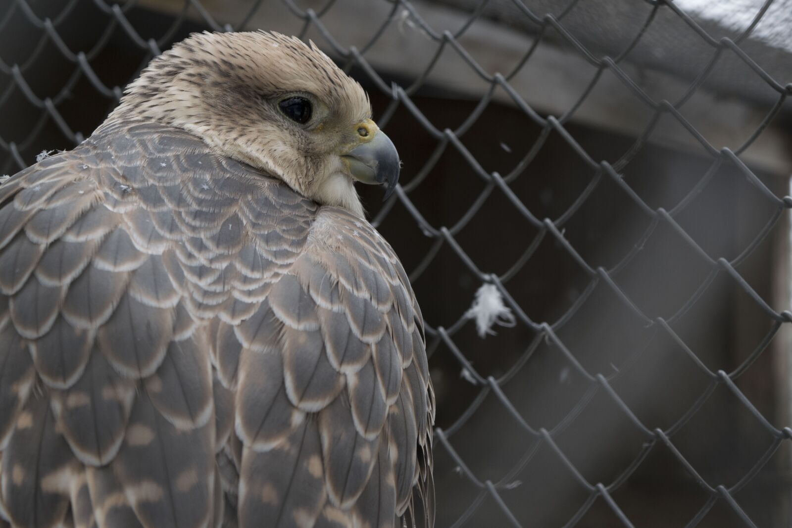 Nikon D5300 sample photo. Bird, nature, living nature photography