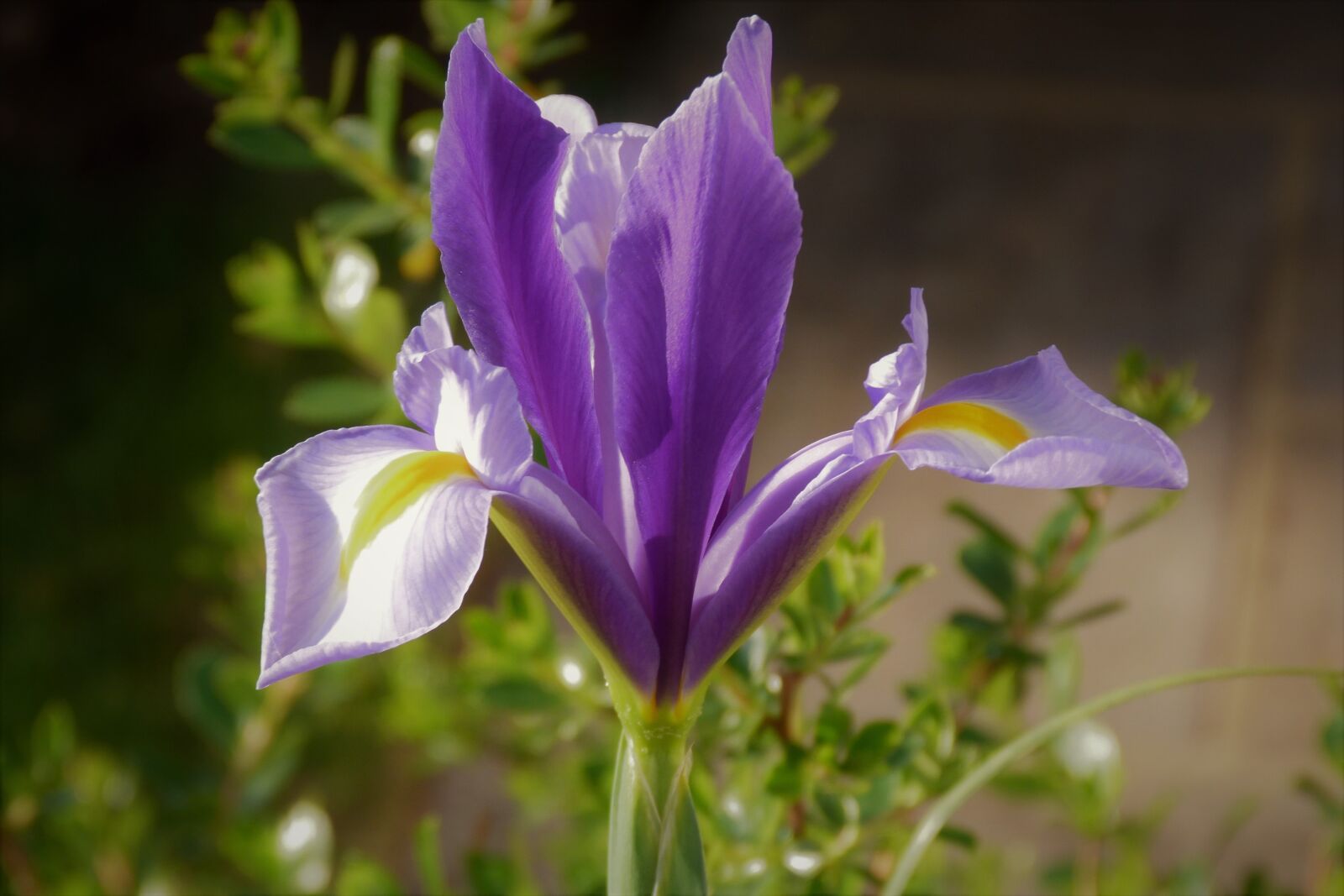 Panasonic Lumix DMC-FZ40 (Lumix DMC-FZ45) sample photo. Iris, flower, spring photography