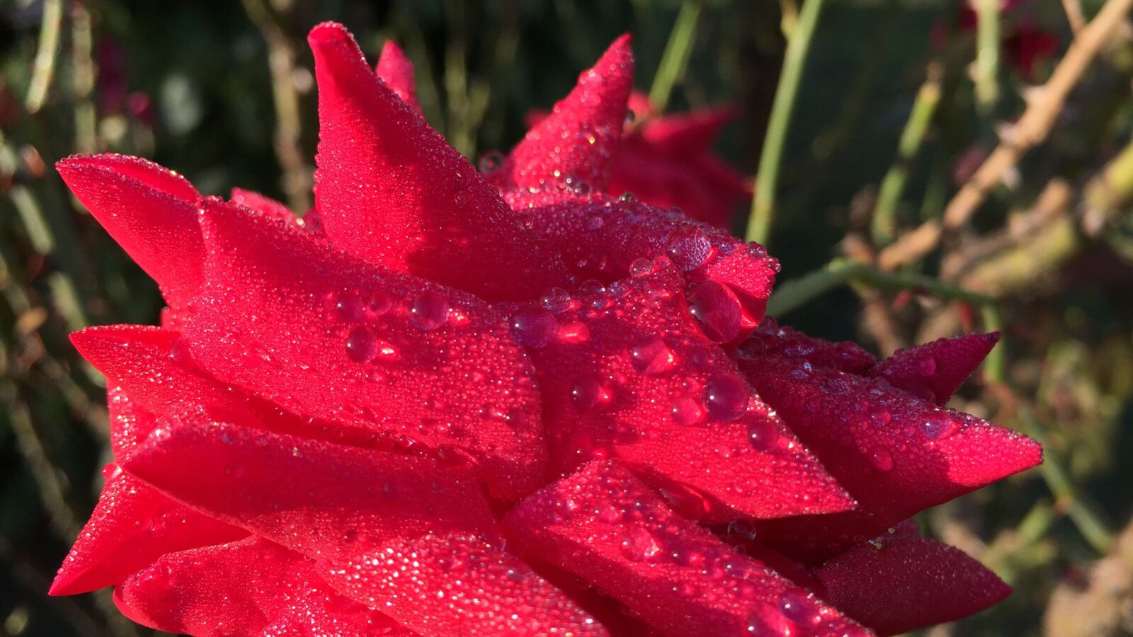 Apple iPhone 6 sample photo. Rose, flower, red rose photography