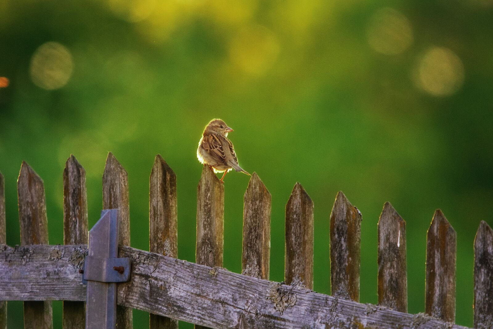 Nikon D7200 sample photo. Sperling, sparrow, fence photography