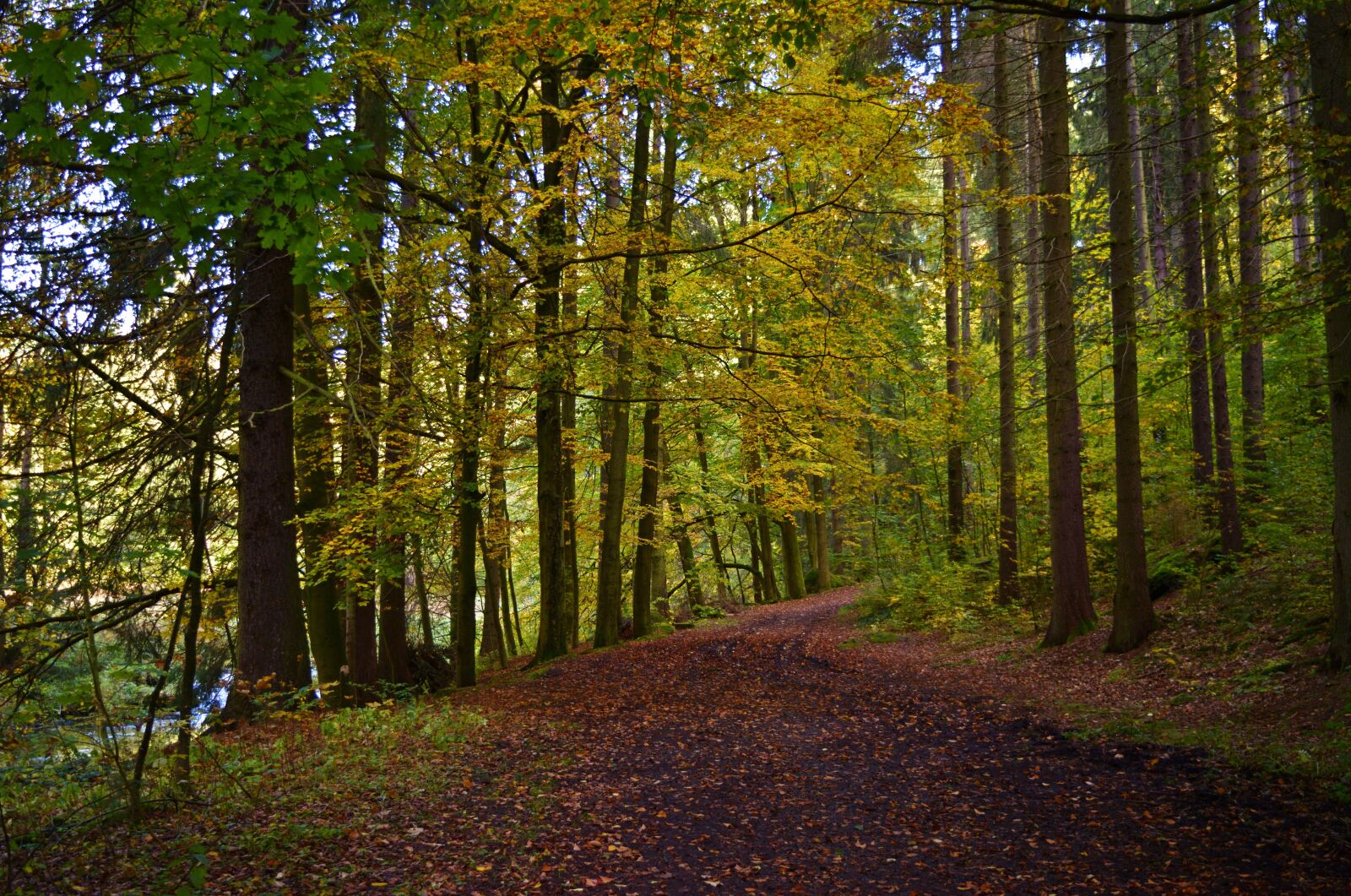 Nikon D5200 sample photo. Autumn, forest, away photography