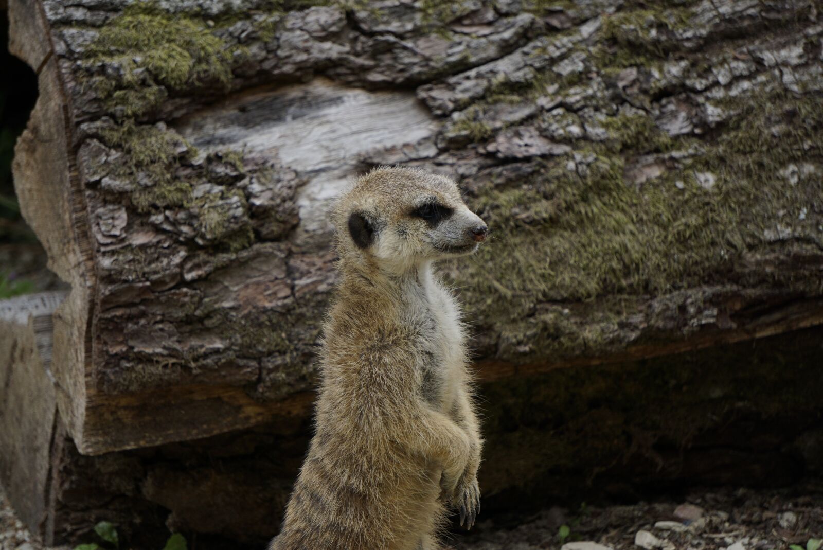 Sony a6000 + Sony E 55-210mm F4.5-6.3 OSS sample photo. Meerkat, close up, standing photography