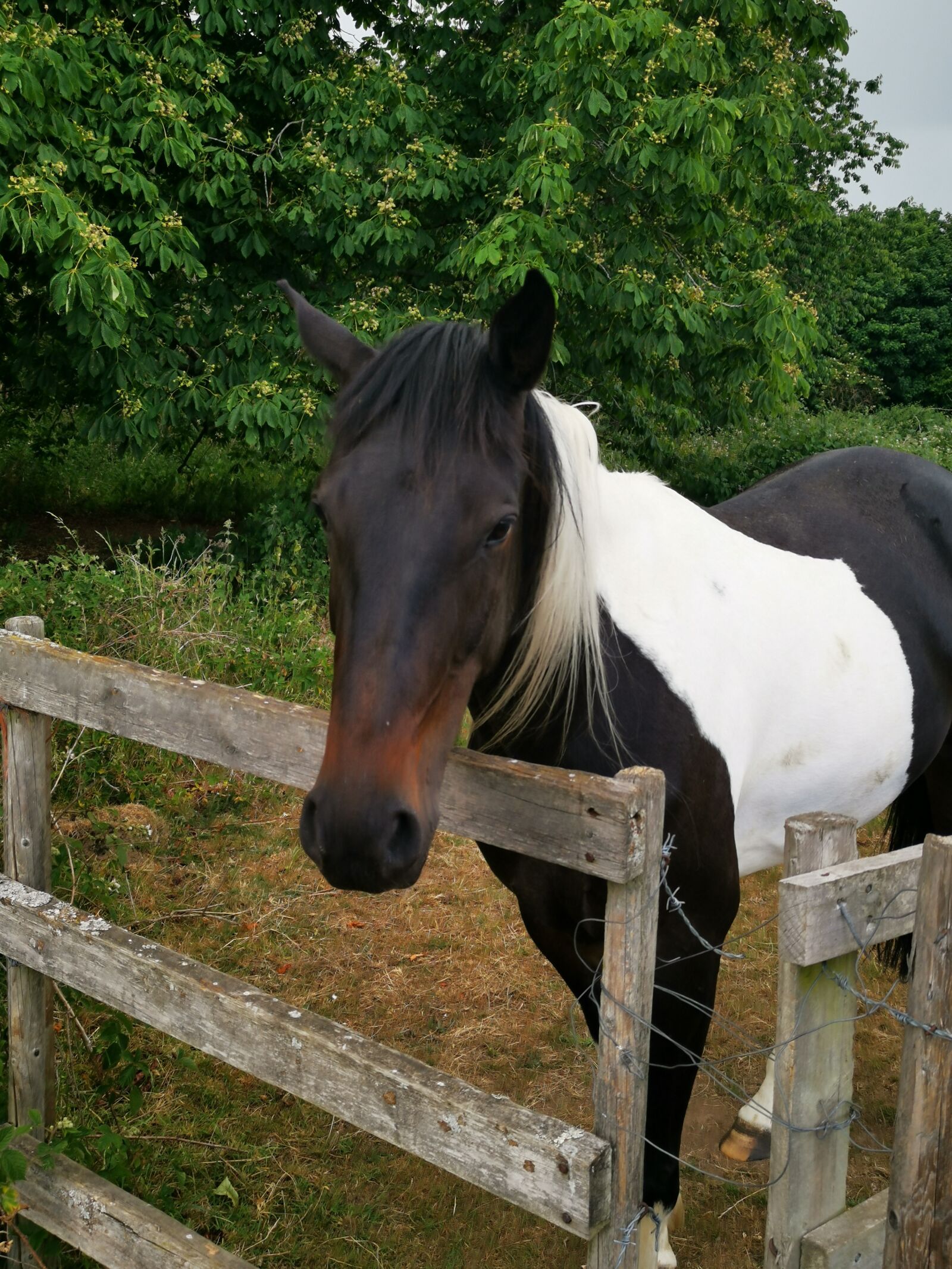 HUAWEI Mate 20 Pro sample photo. Horse, farnham park, slough photography