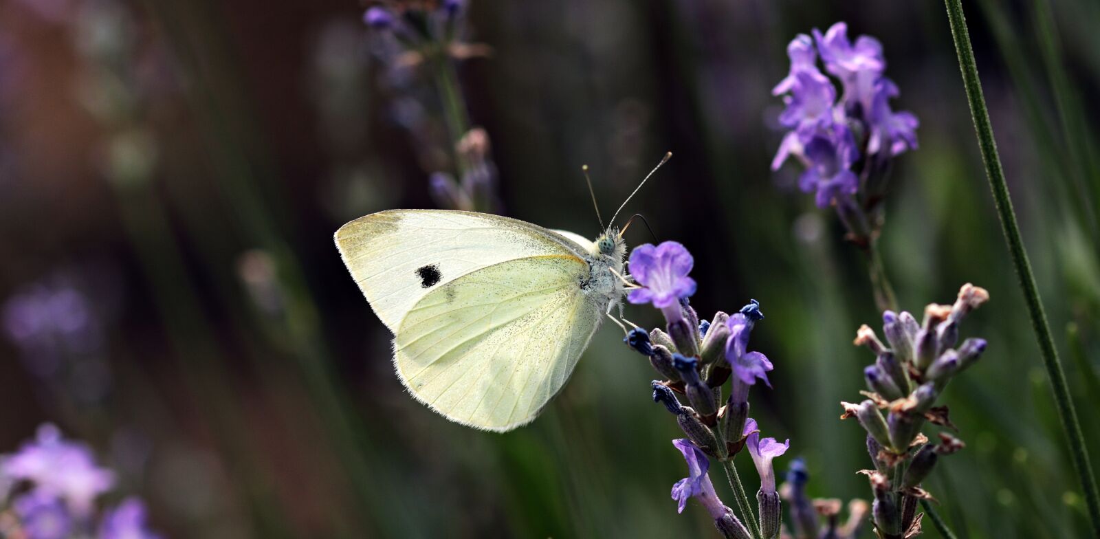 Canon EOS 80D sample photo. Butterfly, garden, nature photography