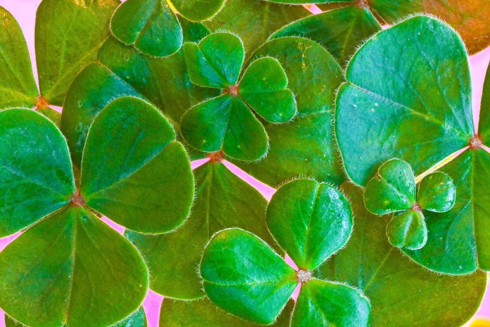 Canon EOS 450D (EOS Rebel XSi / EOS Kiss X2) sample photo. Shamrocks, clover, st patrick's photography