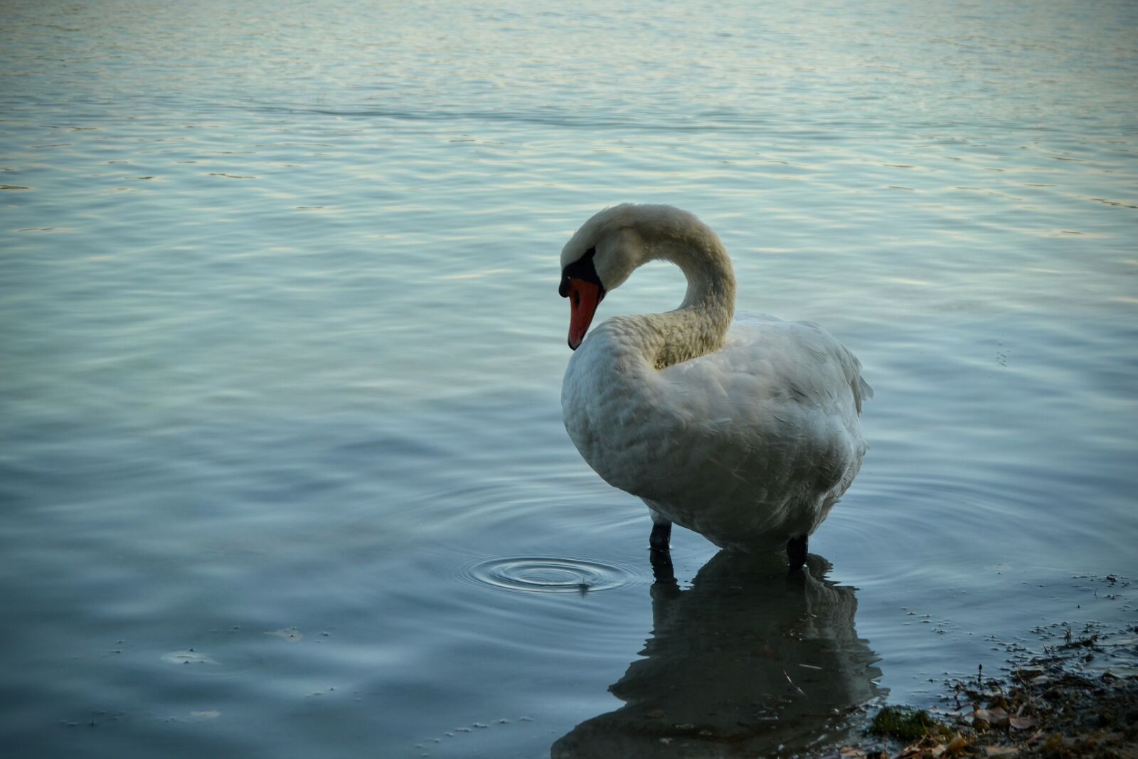 Nikon D3100 sample photo. Swan, lake, feathers photography