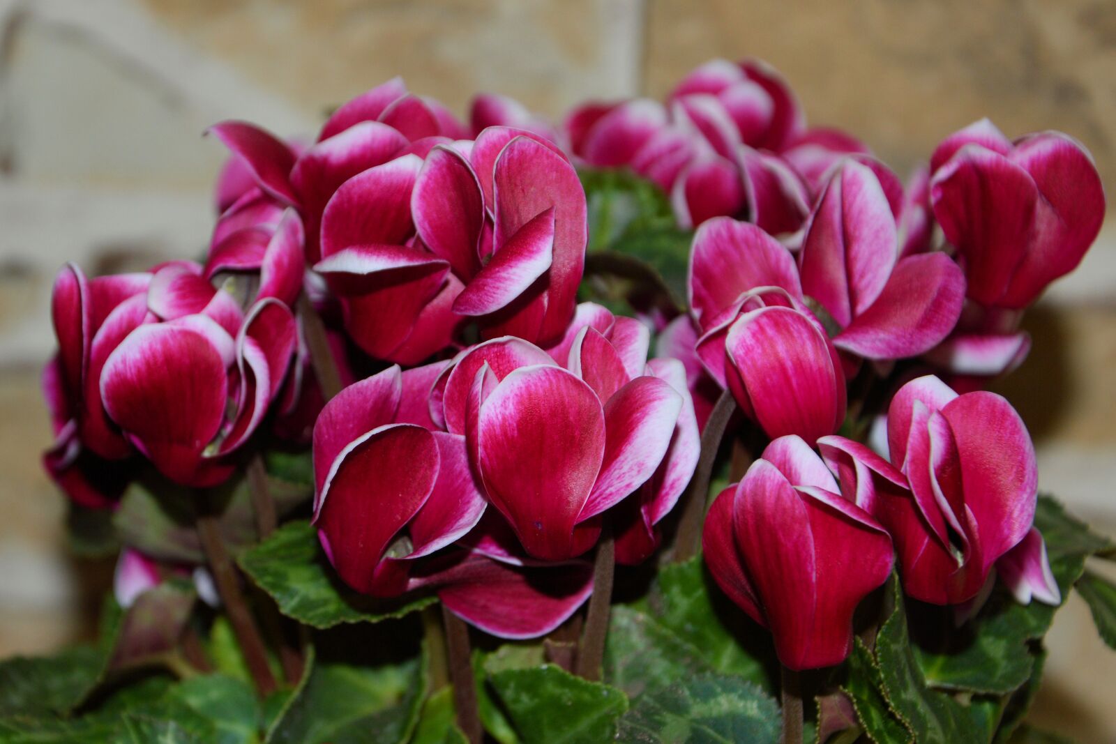 Nikon D3200 sample photo. Cyclame, cyclamen, ornamental plant photography