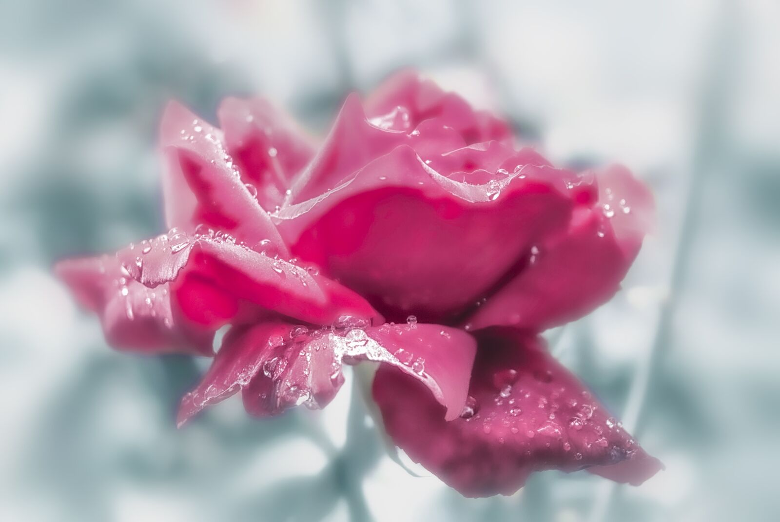 Nikon D200 sample photo. Rose, with drops of photography