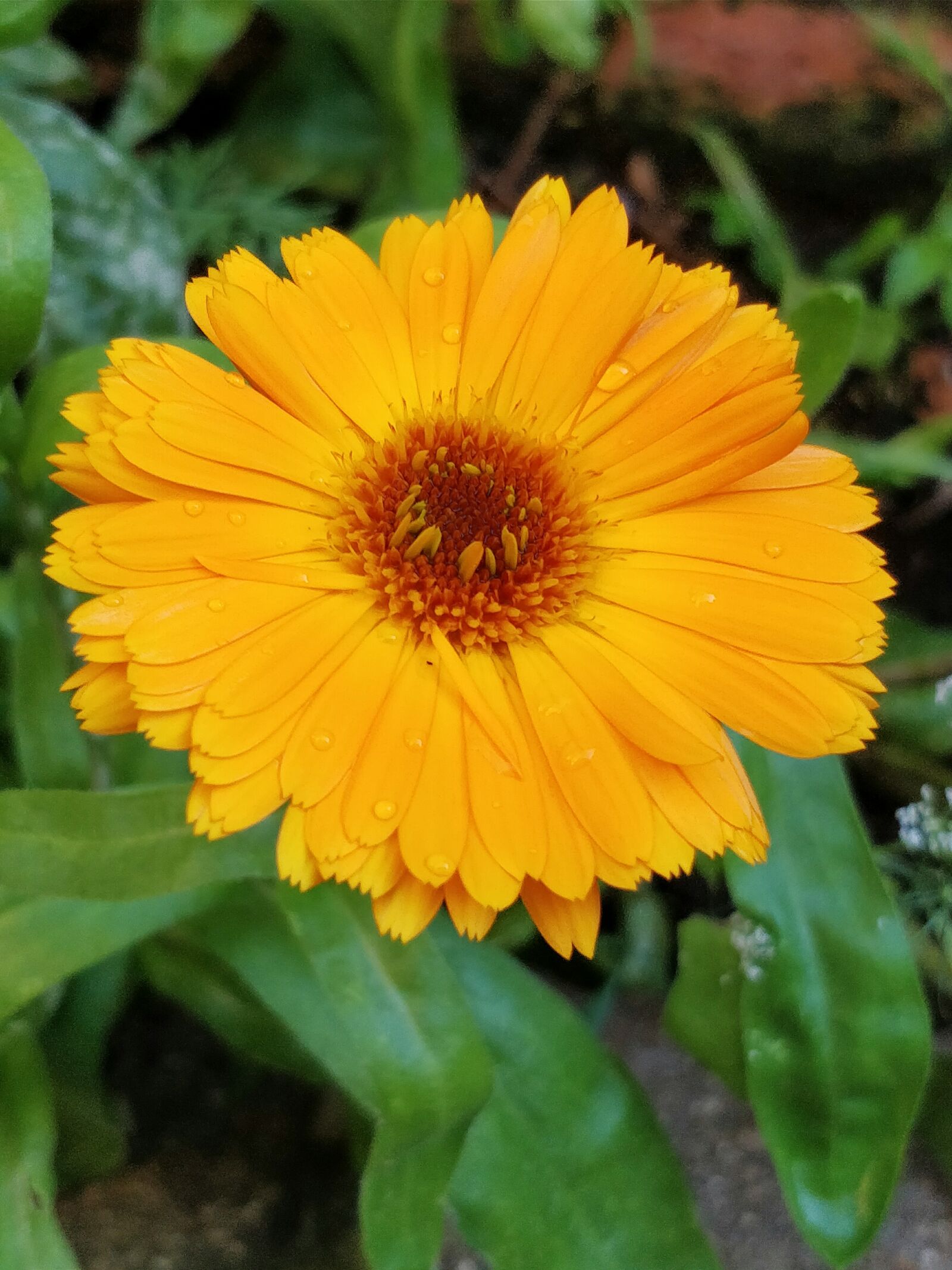 OnePlus 5 sample photo. Flower, summer, yellow photography