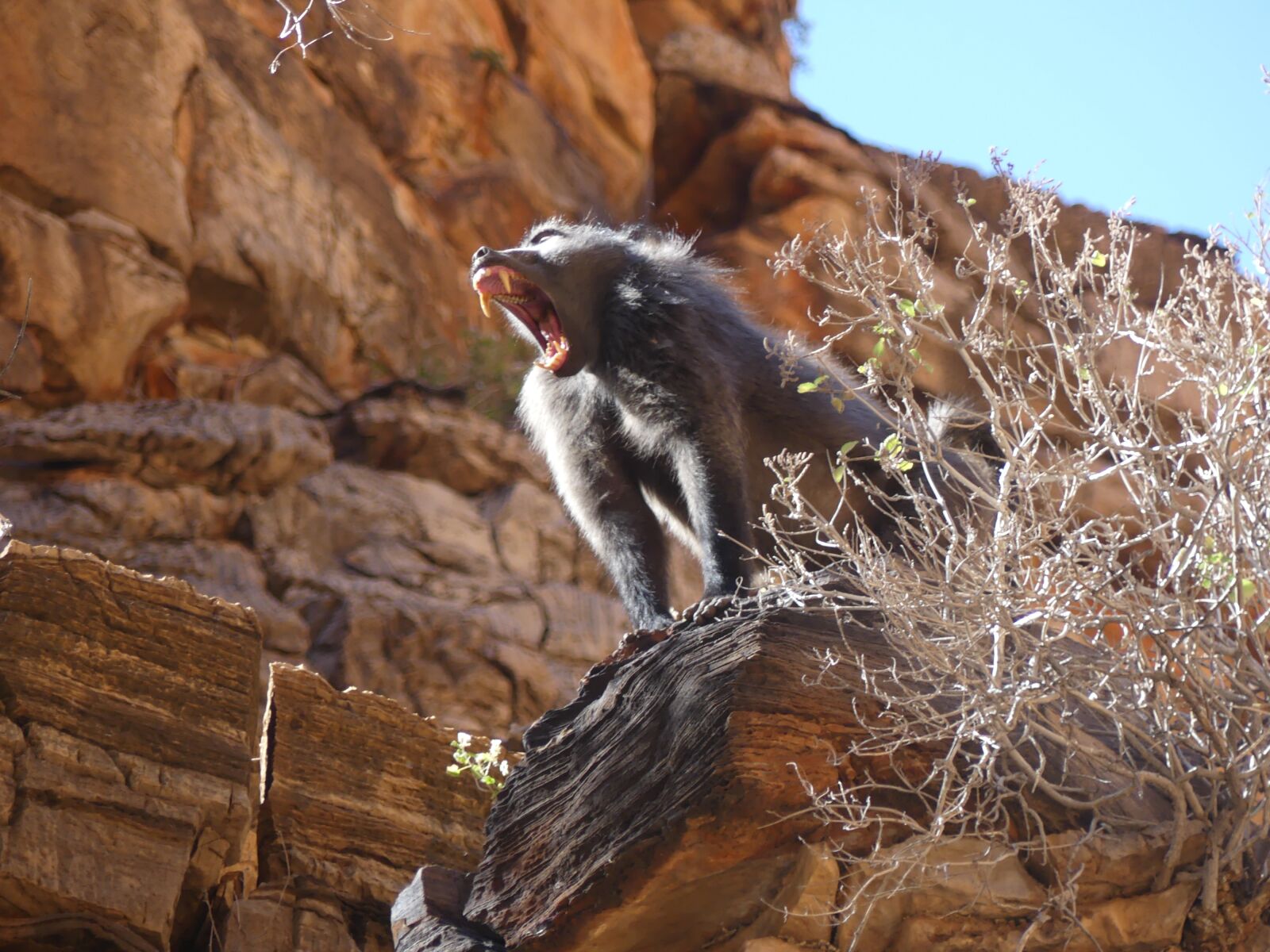 Panasonic Lumix DMC-FZ300 sample photo. Namibia, sun, africa photography