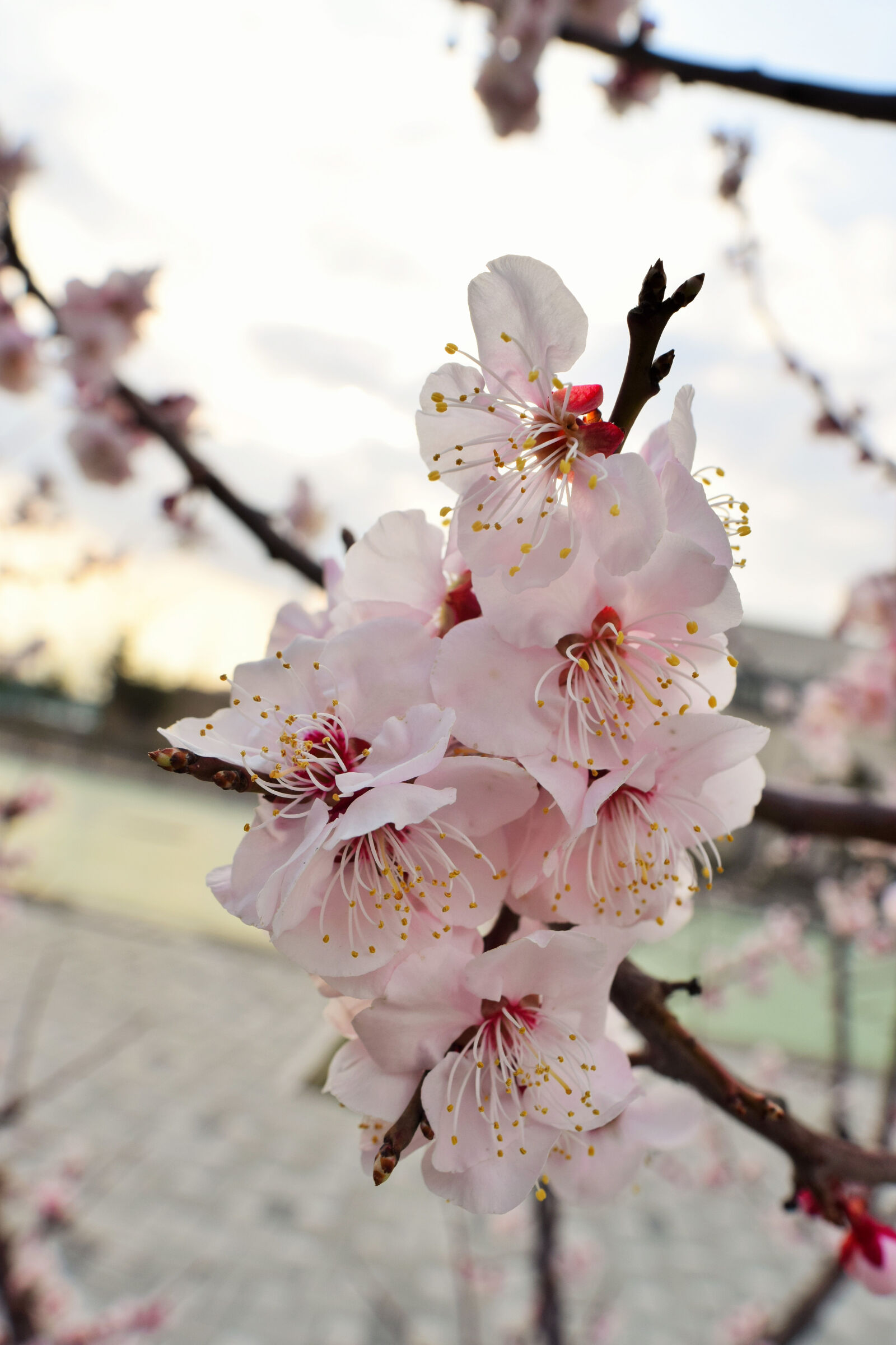 Nikon D3300 sample photo. Bloom, blossom, cherry, flower photography