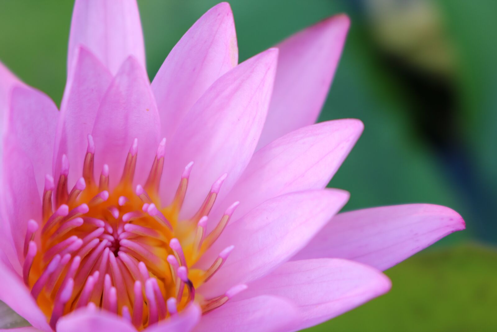 Canon EOS 750D (EOS Rebel T6i / EOS Kiss X8i) sample photo. Nature, flower, lotus photography