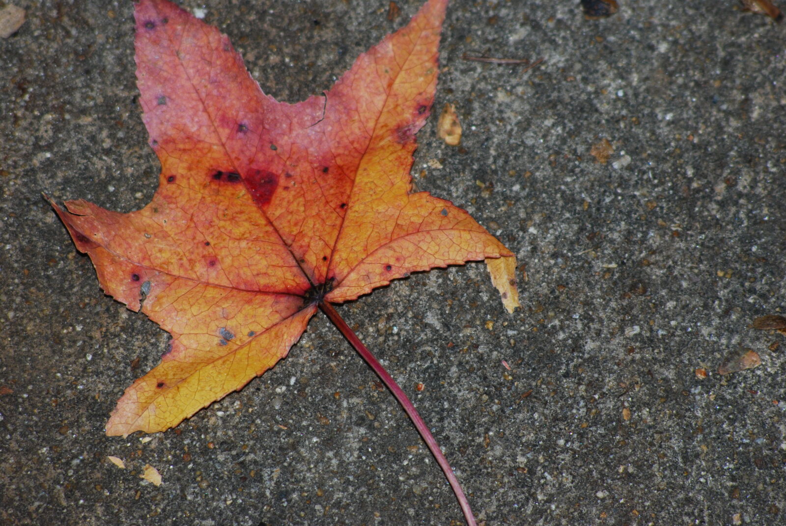 Nikon D80 + AF Nikkor 70-210mm f/4-5.6 sample photo. Autumn, leaf, fallen, leaves photography