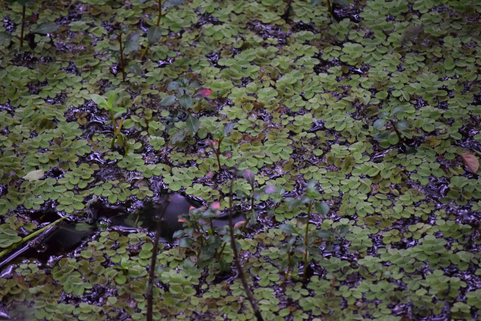Nikon D3300 sample photo. Outdoors, nature, flora photography