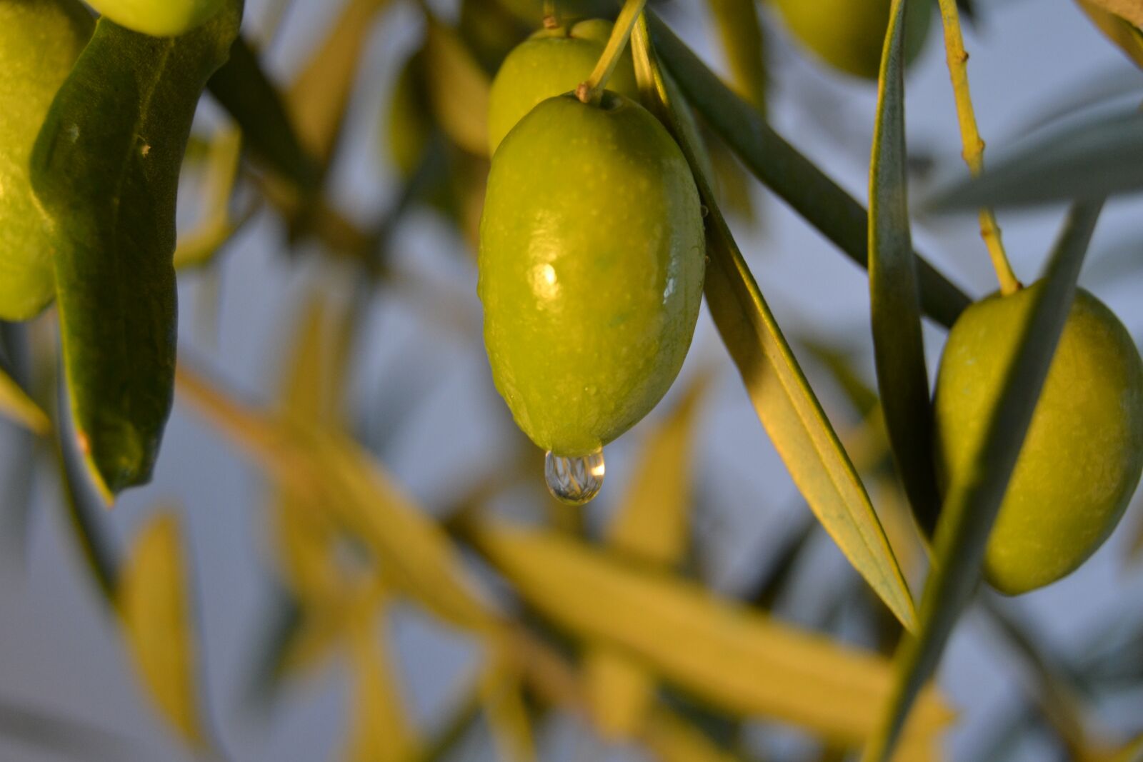 Nikon D3100 sample photo. Olive, oil, earth photography