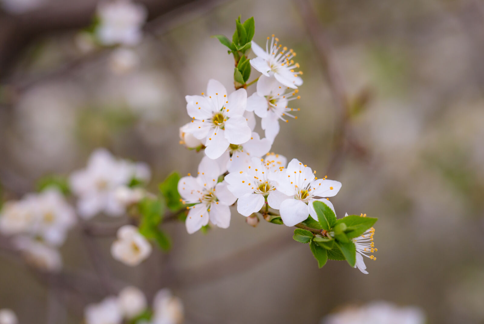 Canon EOS 6D + Canon EF 100mm F2.8L Macro IS USM sample photo. Beautiful, blooming, blossom, blur photography