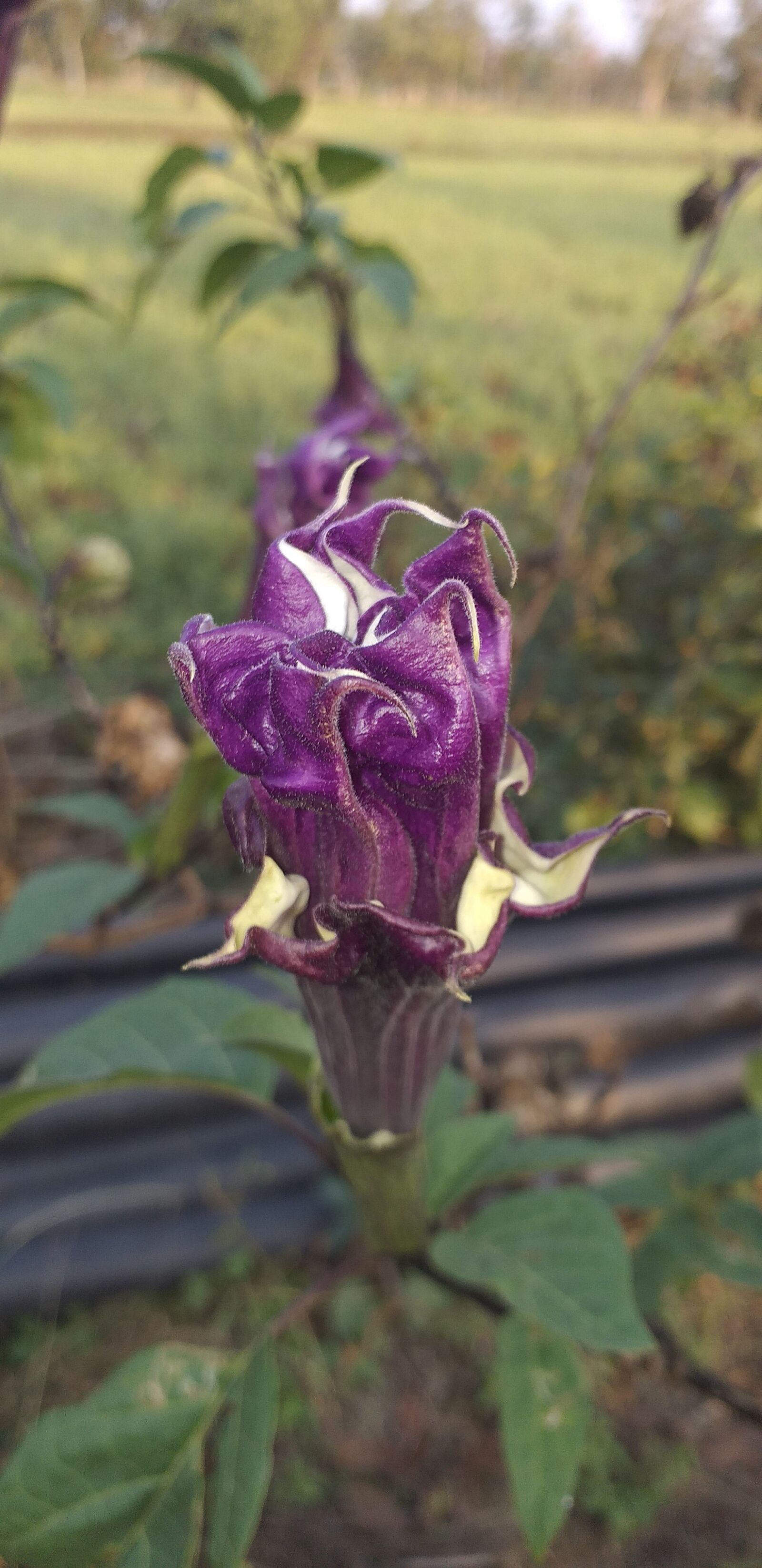Samsung Galaxy J6+ sample photo. Indian, flower, plant photography