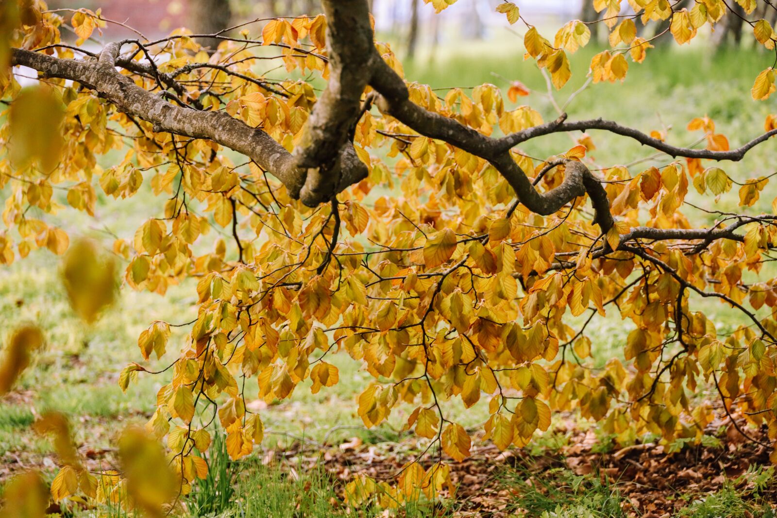 Canon EOS R sample photo. Birch, tree, leaves photography