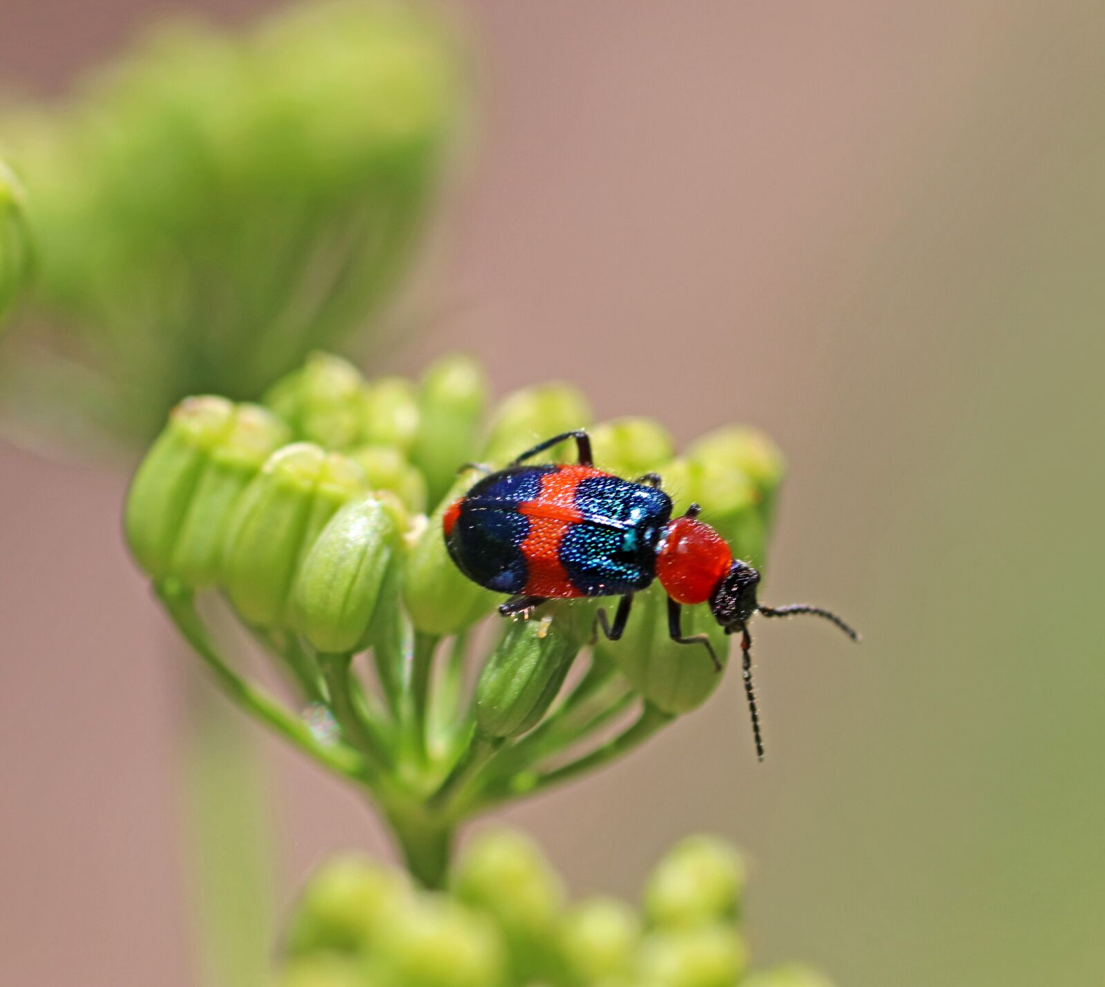 Tamron SP 90mm F2.8 Di VC USD 1:1 Macro sample photo. Beetle, bug, insect photography