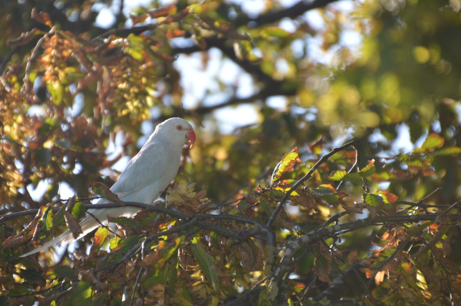 Nikon D3200 sample photo. Bird, white bird, perched photography