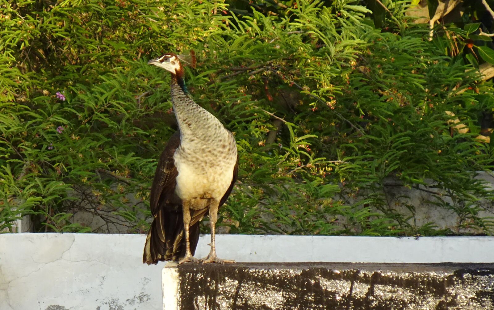 Sony DSC-WX800 sample photo. Bird, peahen, peafowl photography