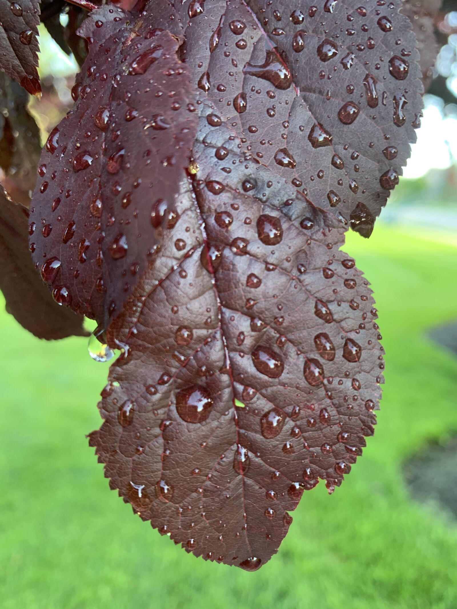 Apple iPhone XS Max sample photo. Rain, spring, nature photography