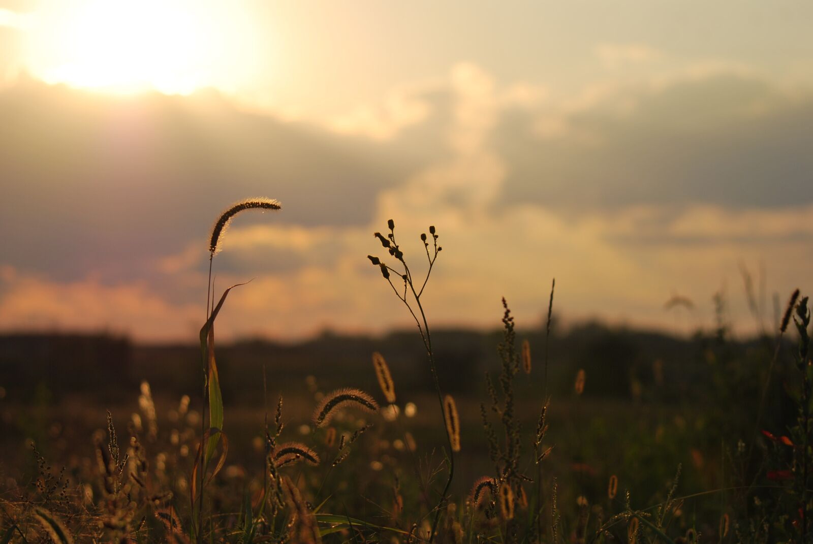Nikon D60 sample photo. Wheat, field, sunset photography