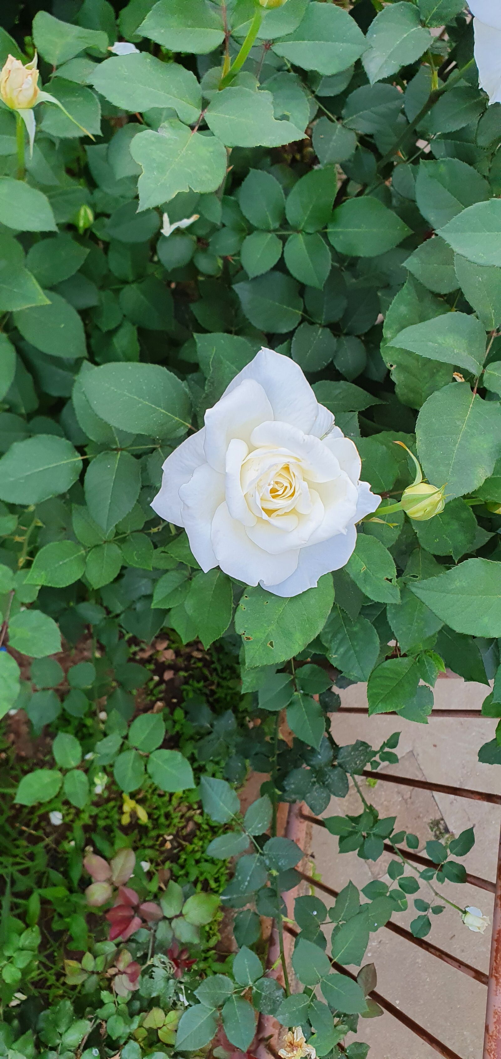Samsung Galaxy S10e sample photo. White, rose, flower photography